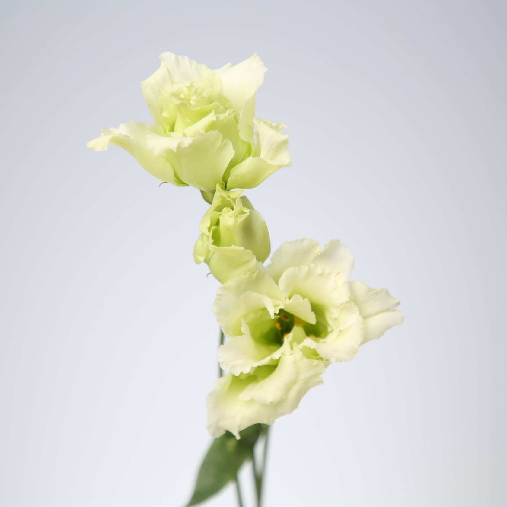 Eustoma ‘Alice Green’ — nabíraná, přátelská k drátkování a odolná vůči teplu: stálice mezi tělovými květinami v naší dubajské práci