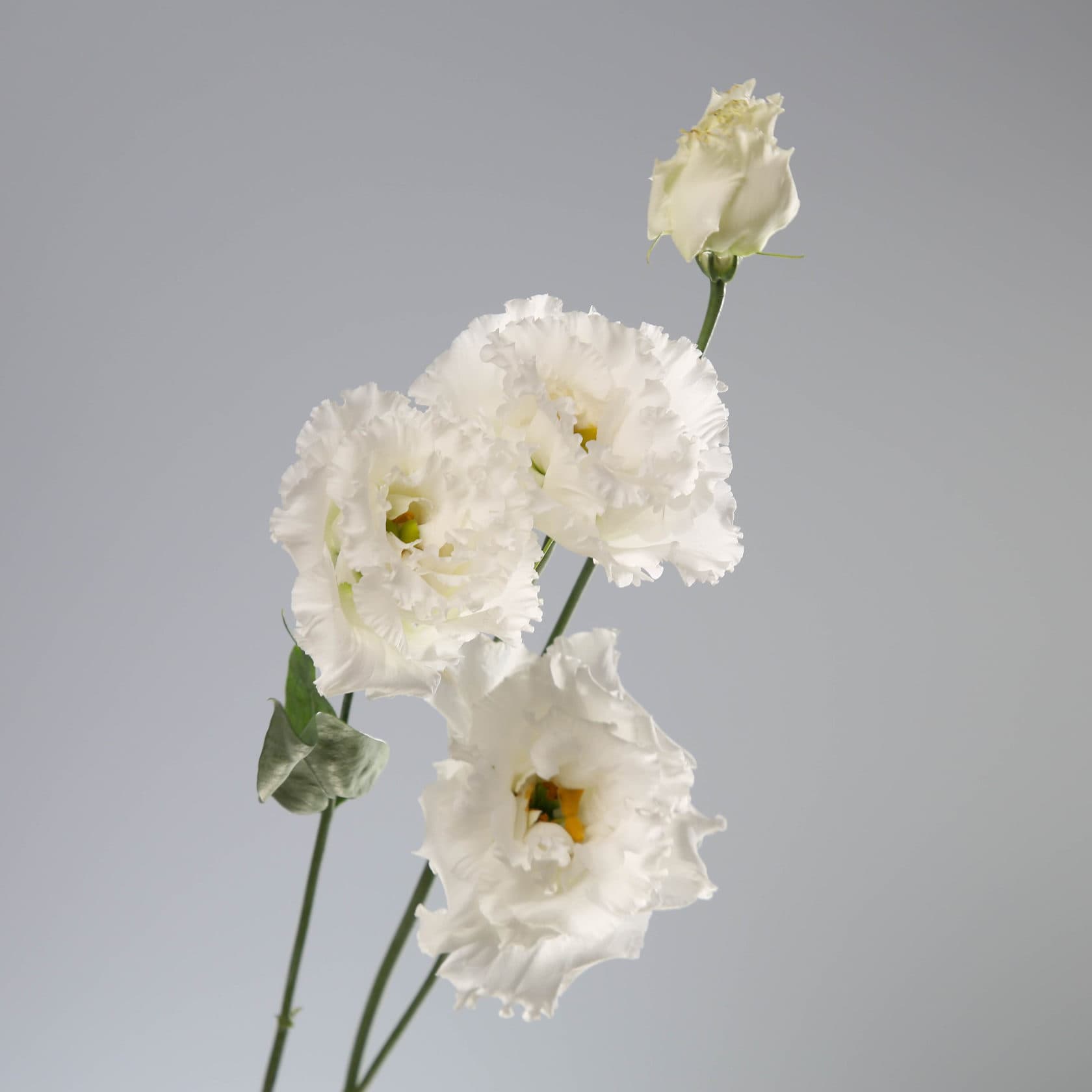 Eustoma ‘Celeb Chrystal’ — vazoda yalnızca sap düzenlemeye tam su yüklü girerse açılacak tomurcuklar