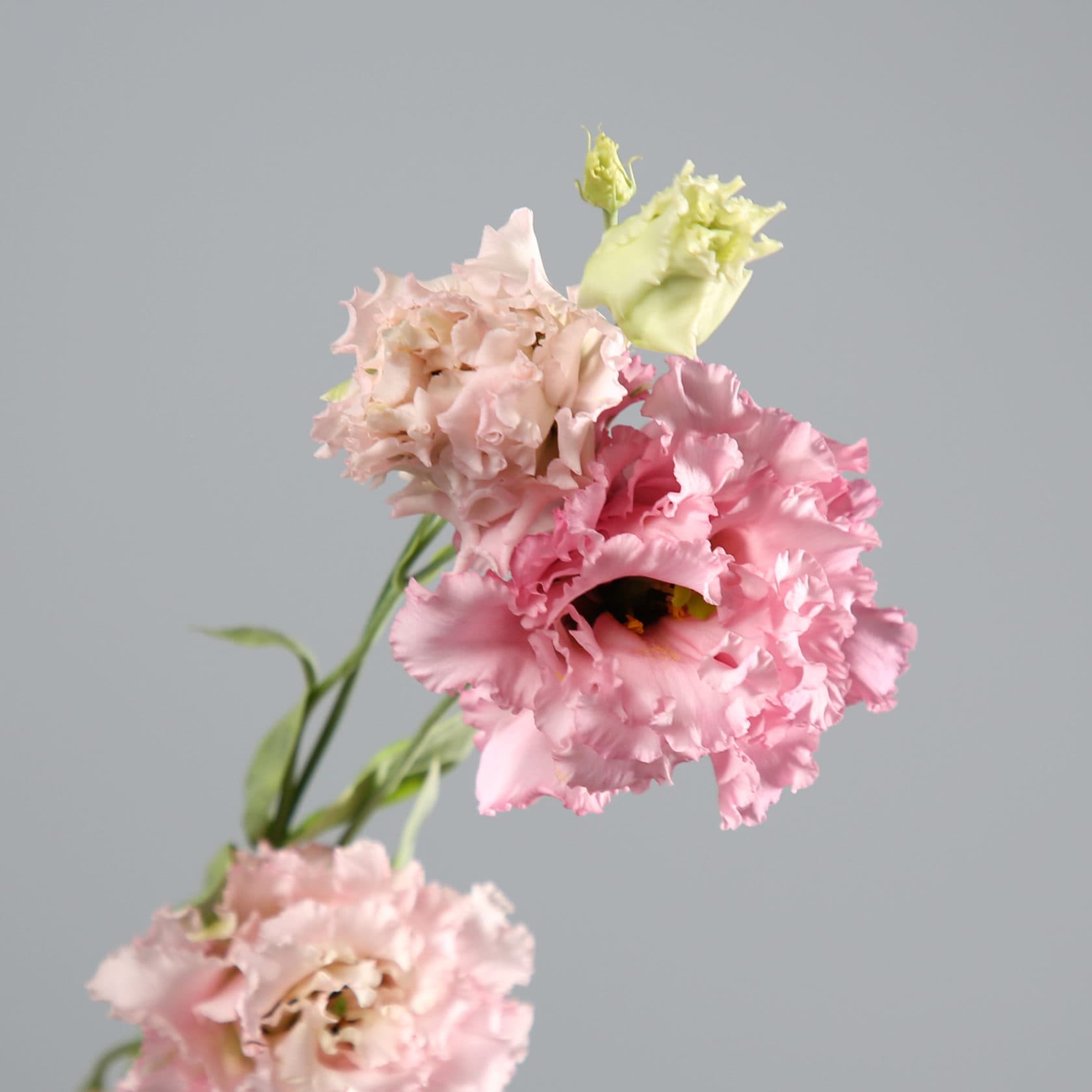 Eustoma ‘Rose Alice’ — dost nabíraná, aby působila romanticky, dost pevná, aby přežila drdol