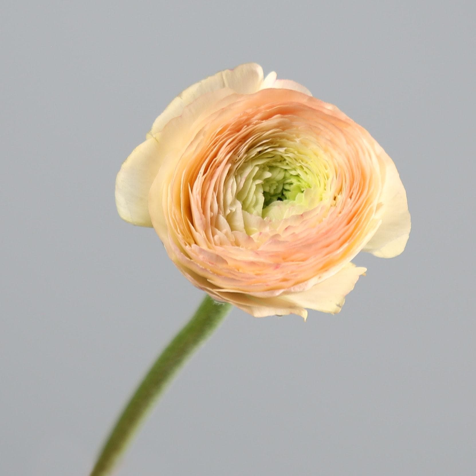 Ranunculus ‘Venus’ – péče je tam, kde se dobré květiny stávají skvělými