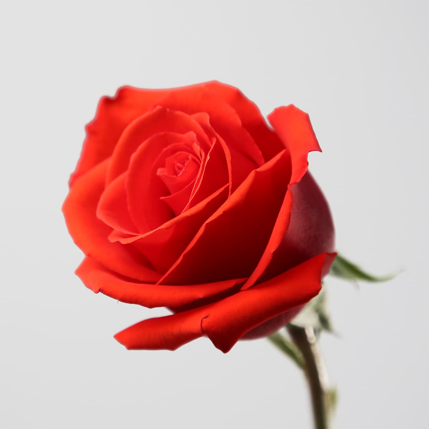 Rosa ‘Nina’ — la cabeza roja de trabajo de nuestras mezclas: en fecha, la calidad de la variedad importa más que nunca
