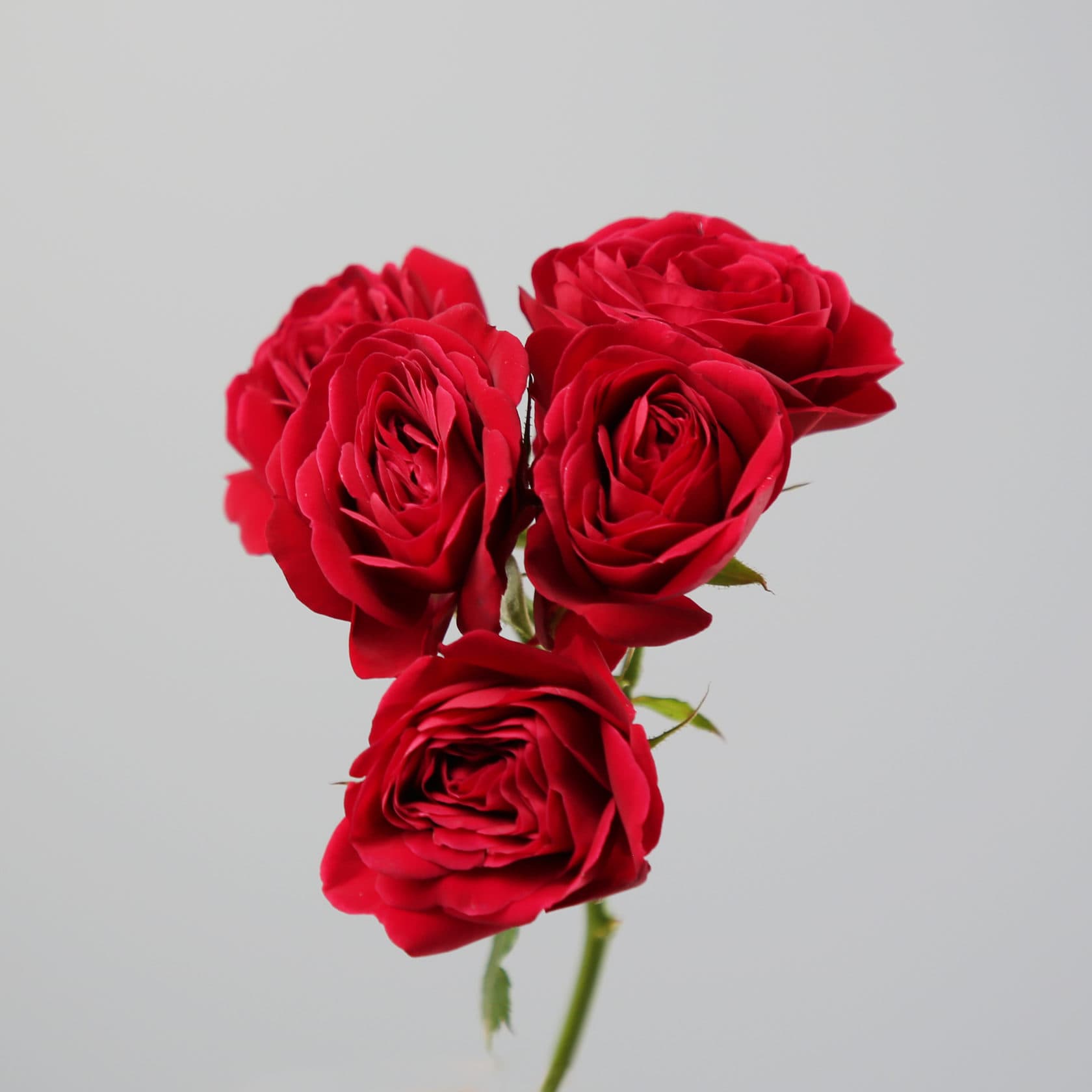 Stříkaná růže ‘Red Lace’ — při práci s trny utrpí ruce floristy nejvíce poranění