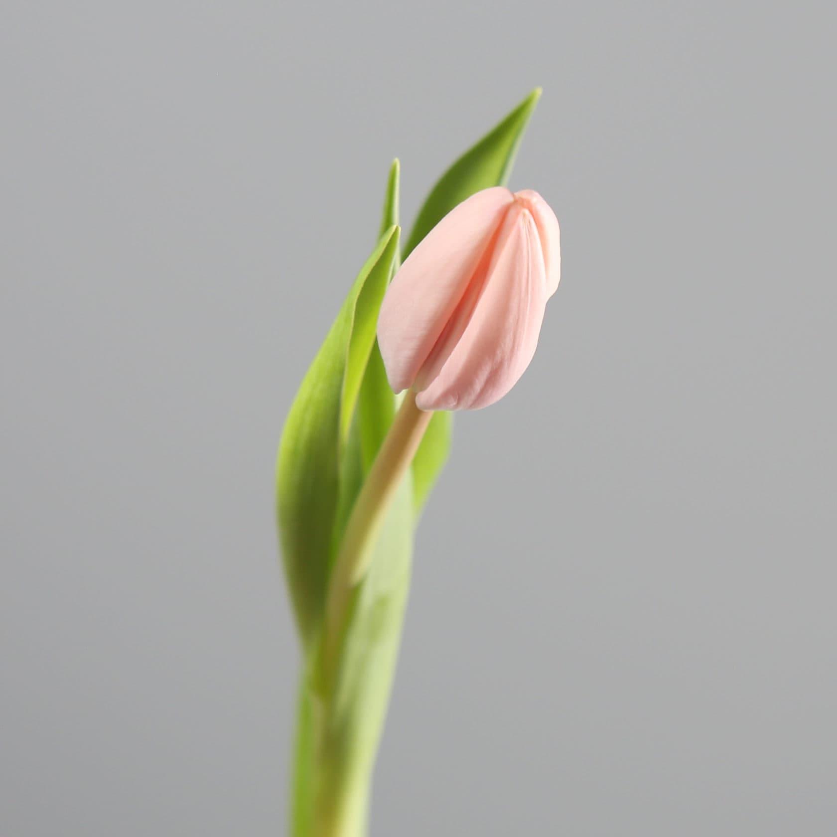Tulipán „Tizbut" — plná forma, která působí jako pivoňka za poloviční cenu