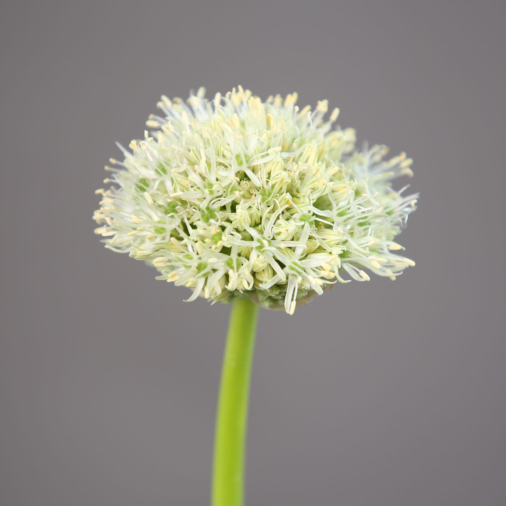 Allium