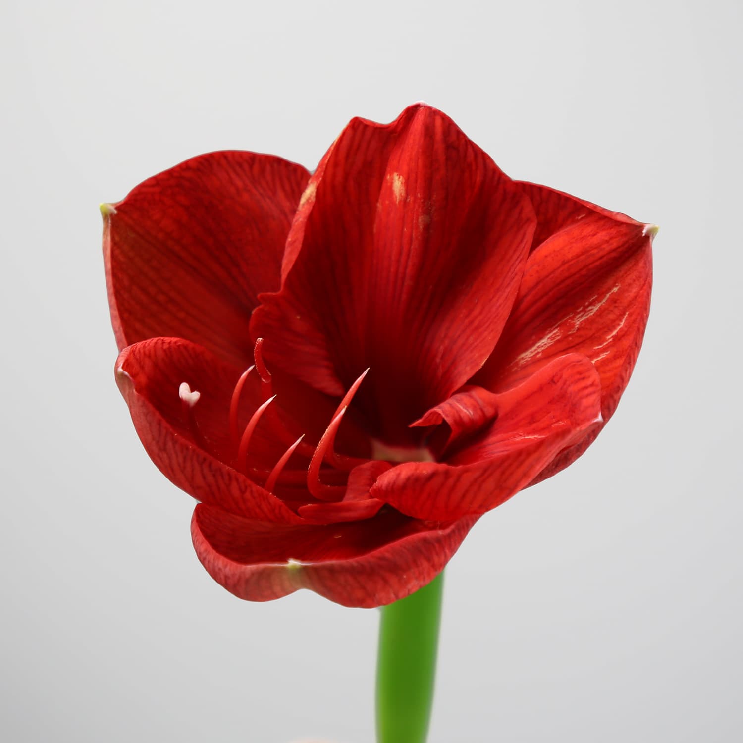 Amaryllis