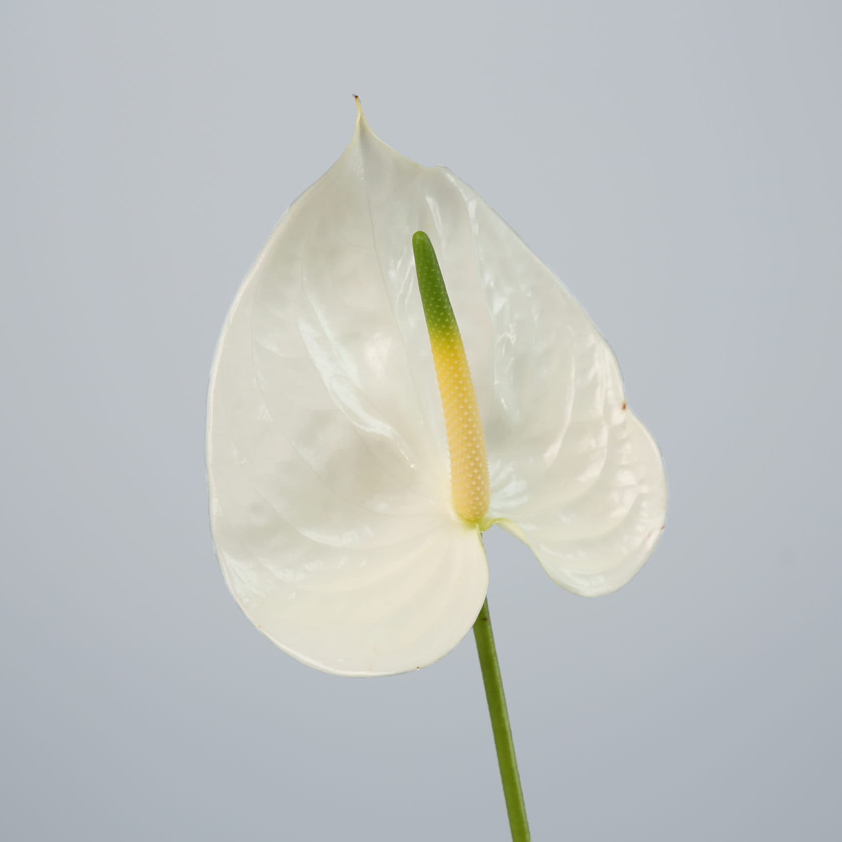 Anthurium