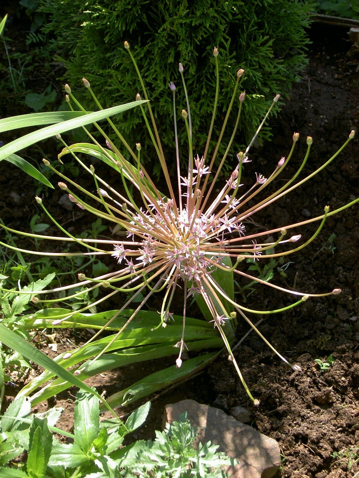 Ail de Schubert