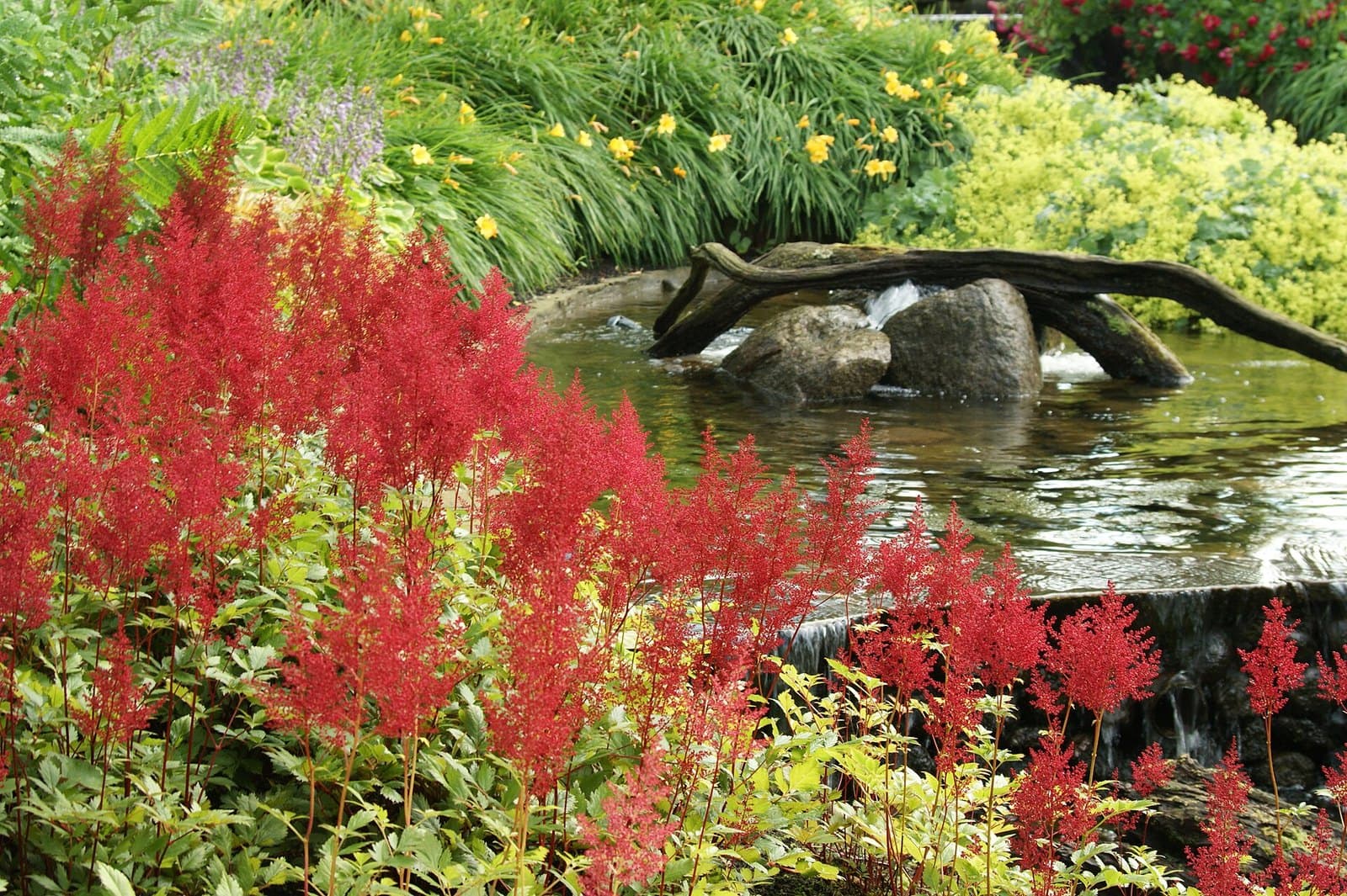 Astilbe