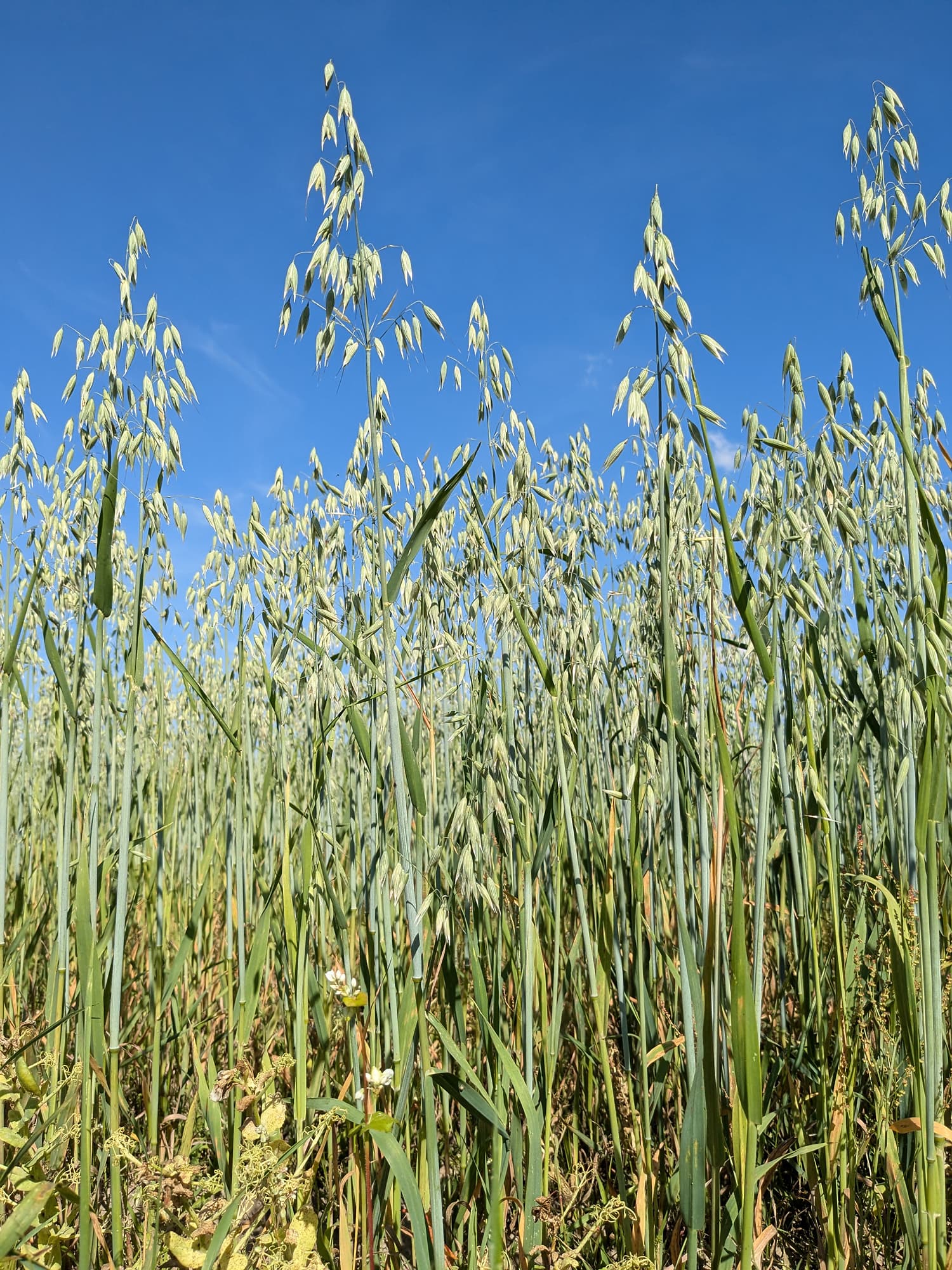 Avena