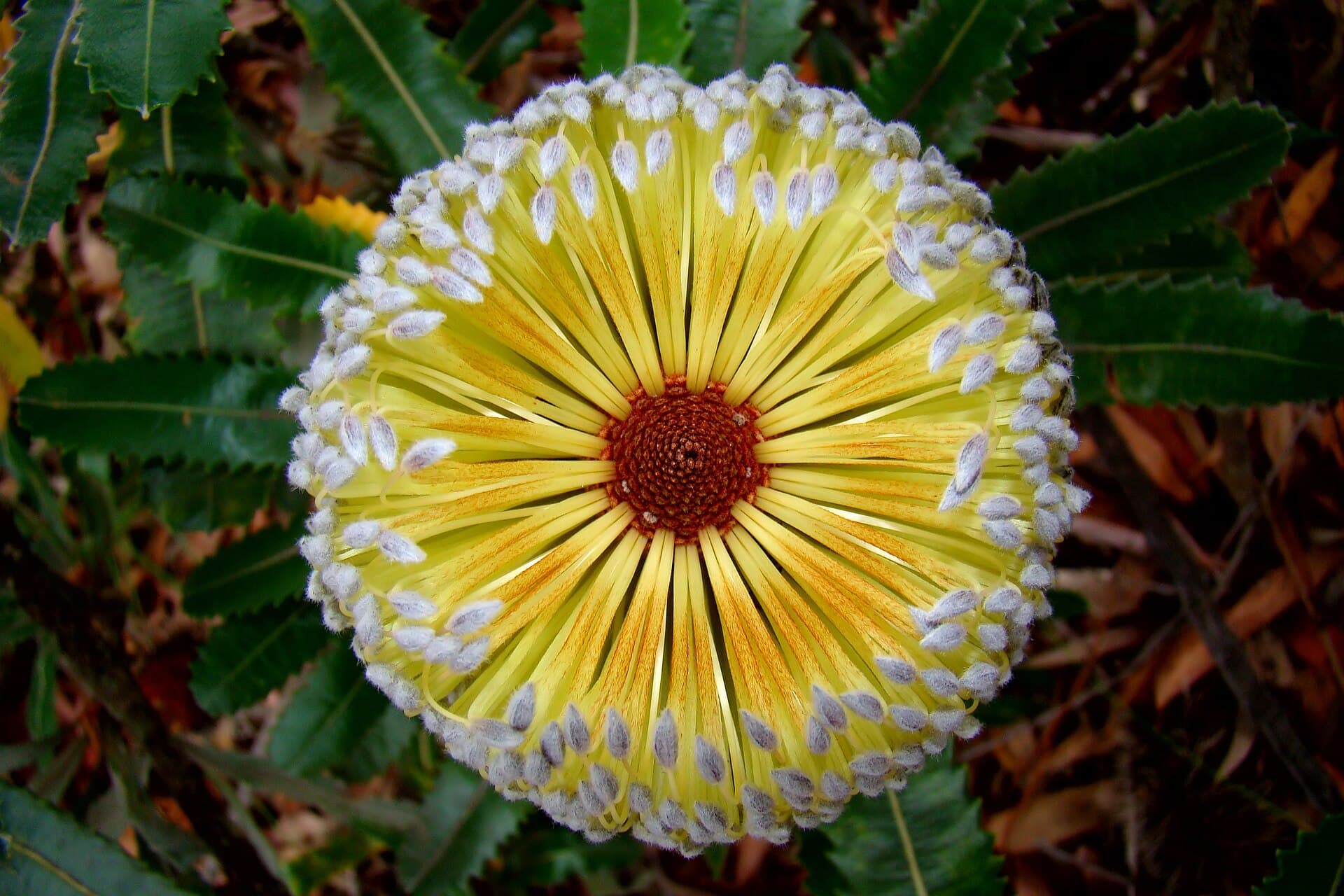 Banksia