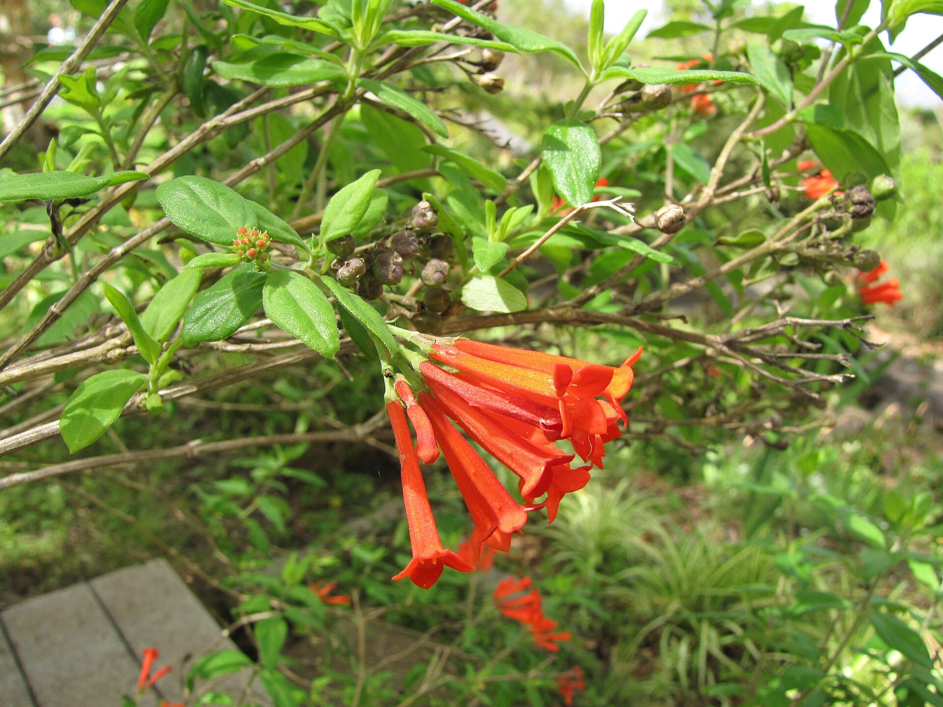 Bouvardia