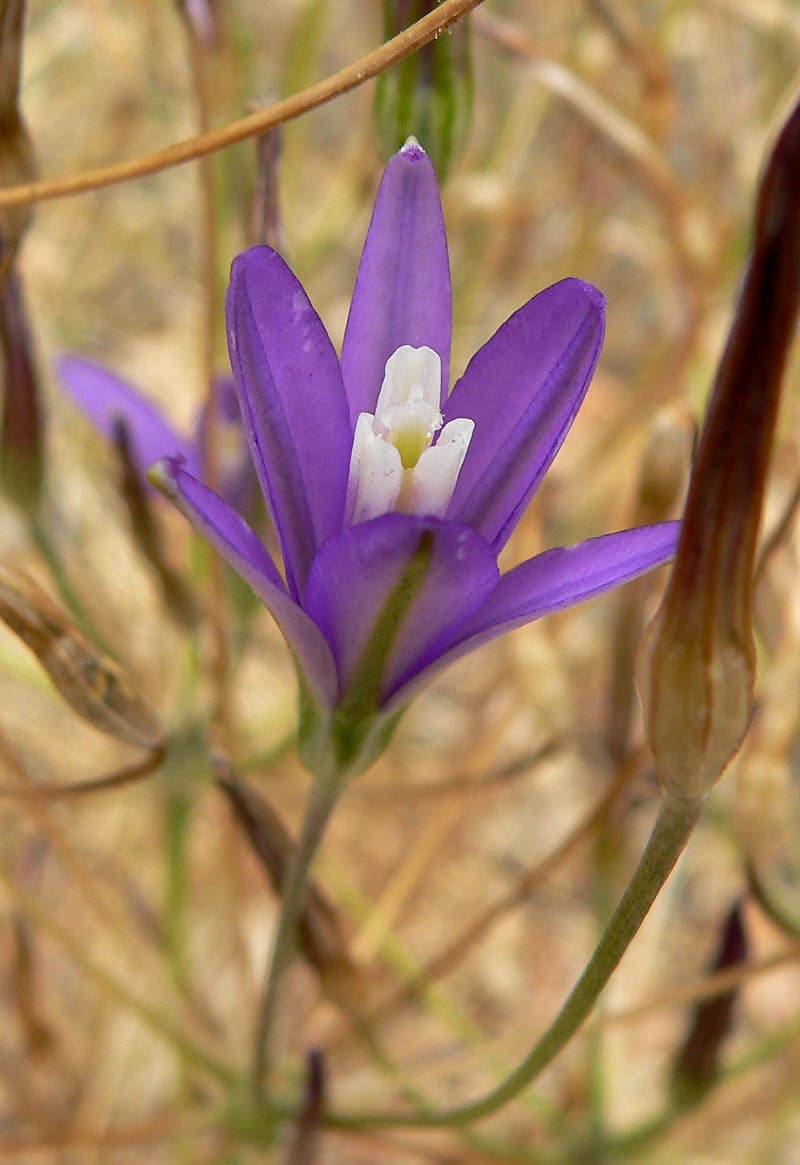 Brodiaea — significato e simbologia