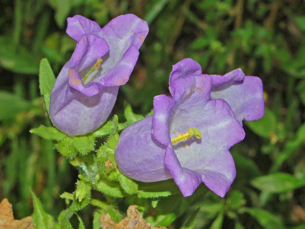 Zvonek