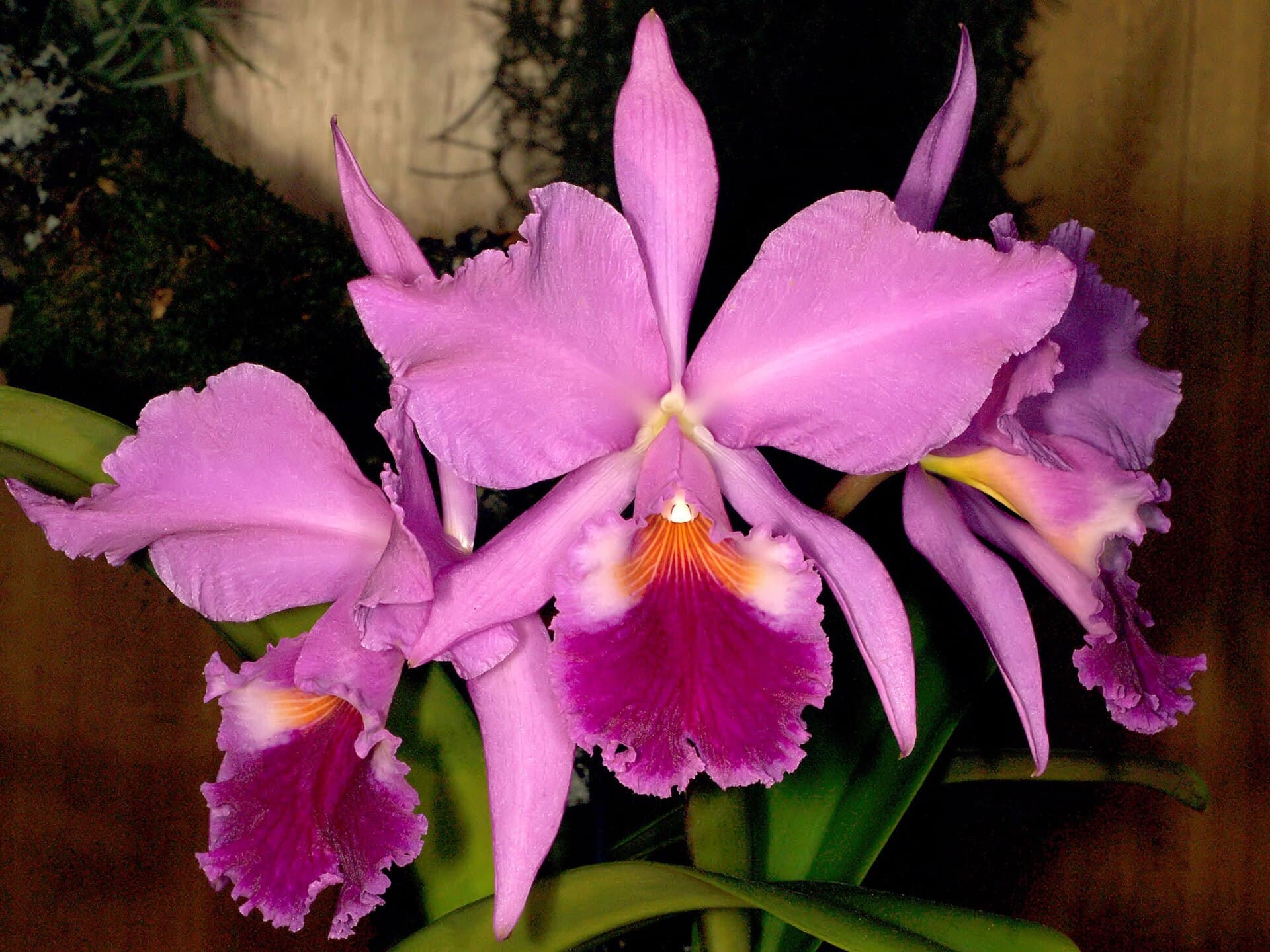 Cattleya-Orchidee
