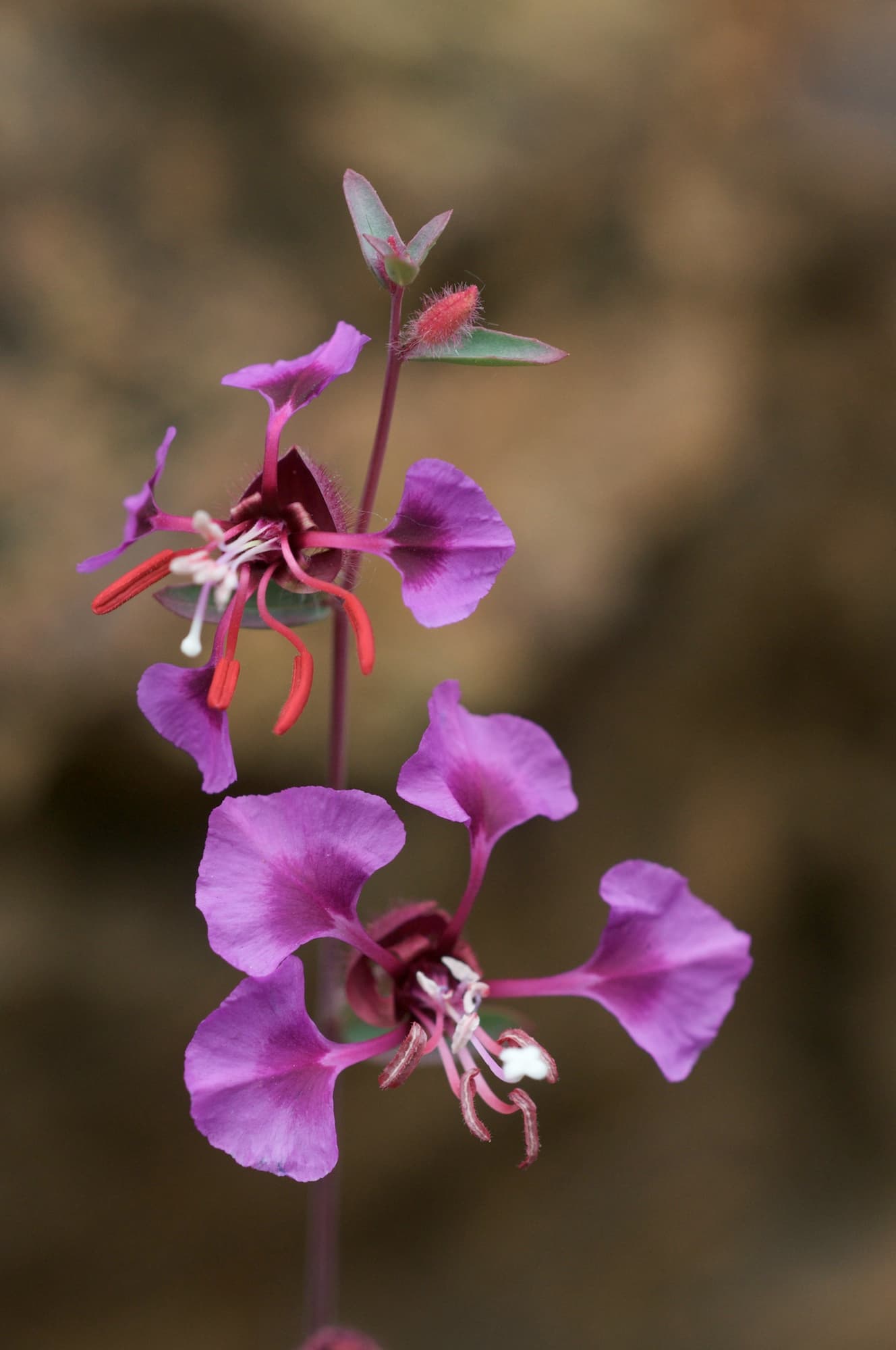 Clarkia