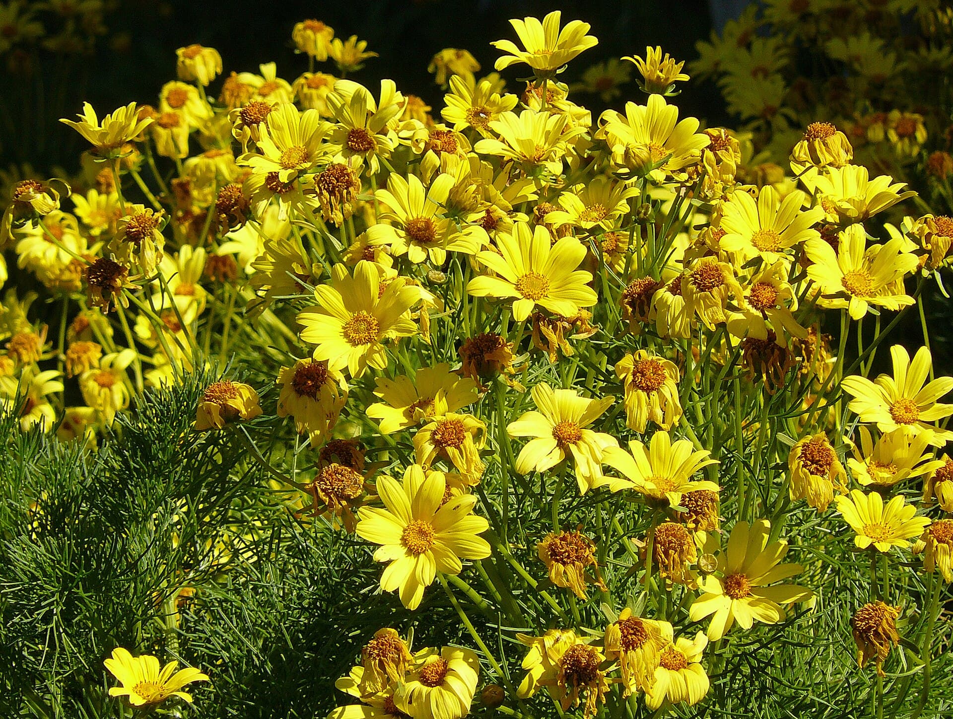 Coreopsis — péče a trvanlivost ve váze