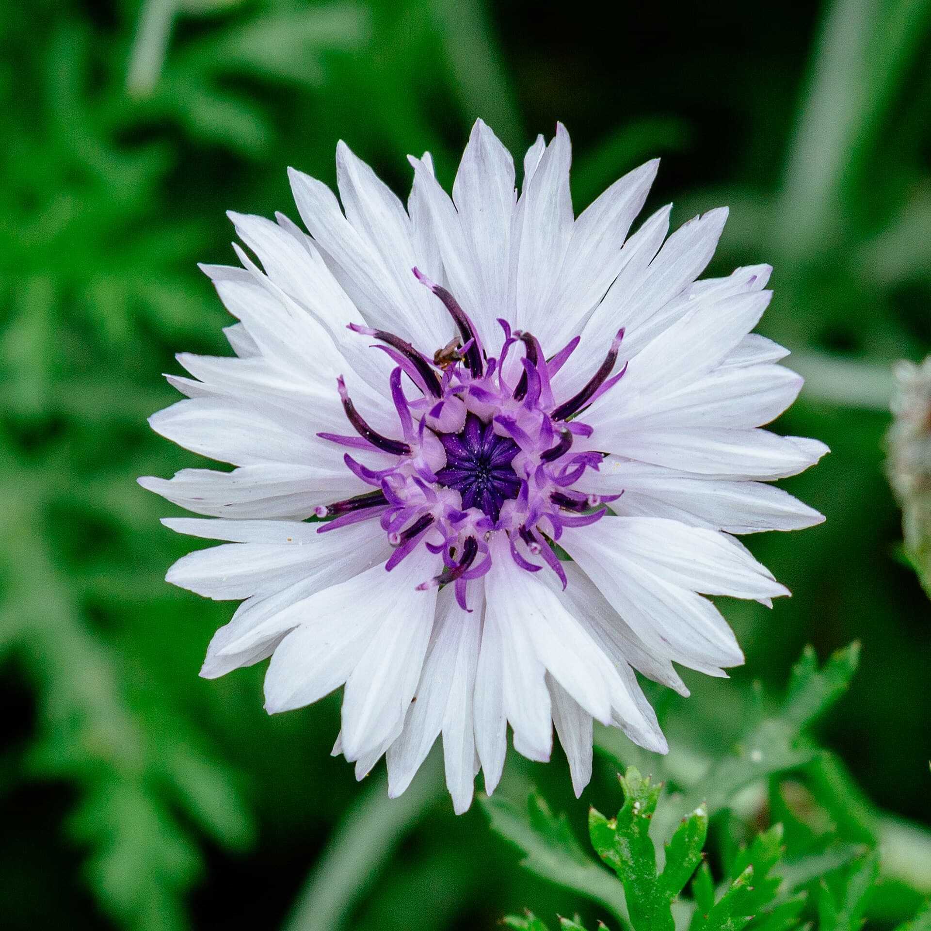 Fiordaliso — significato e simbologia