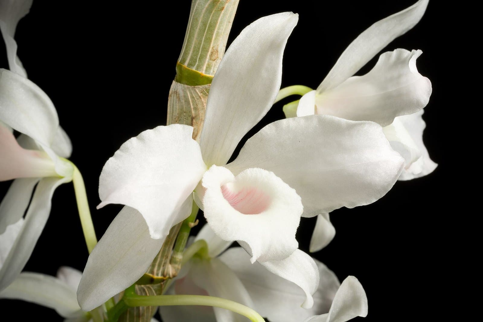 Orchidej Dendrobium