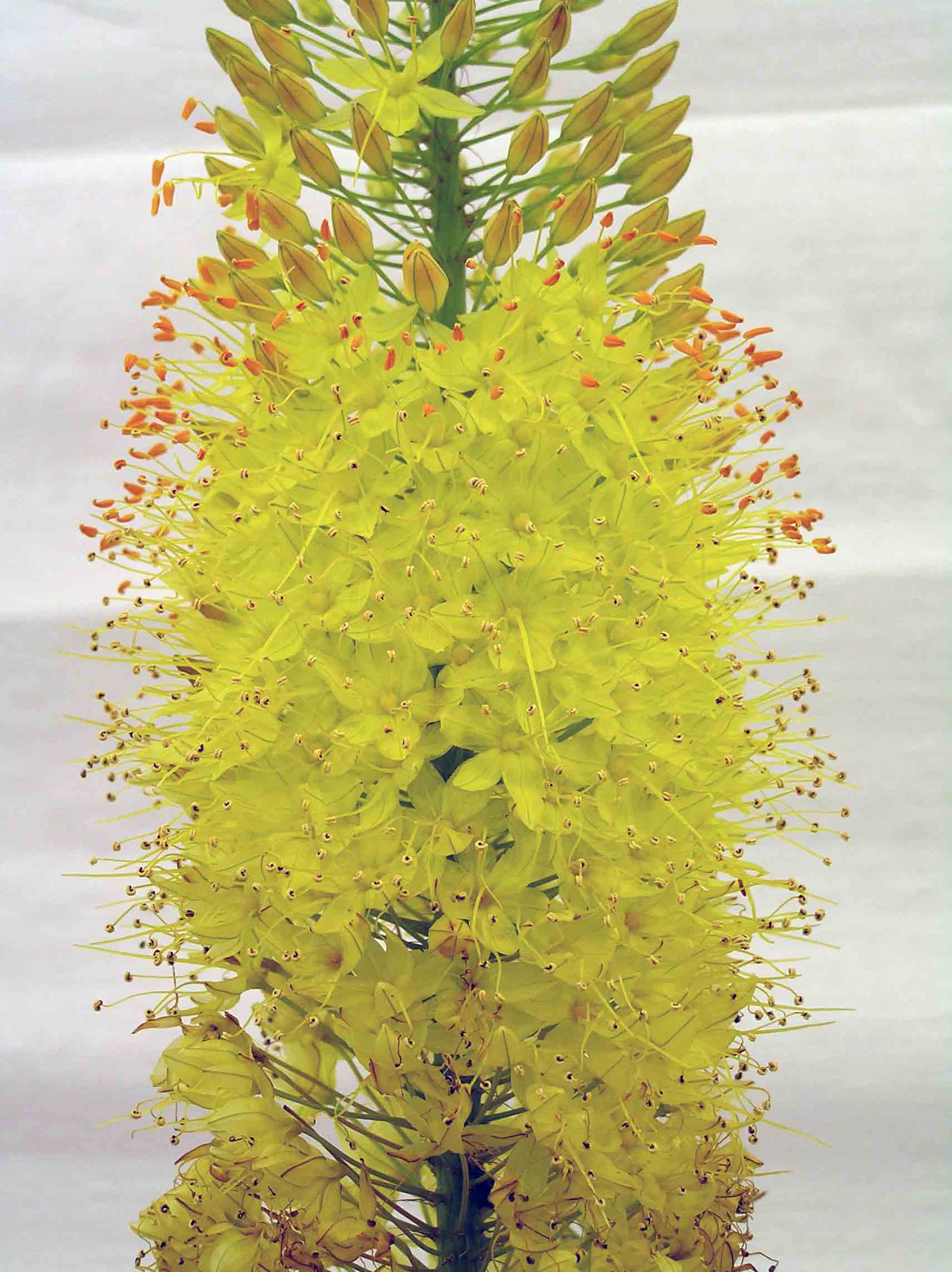 Liliochvostec