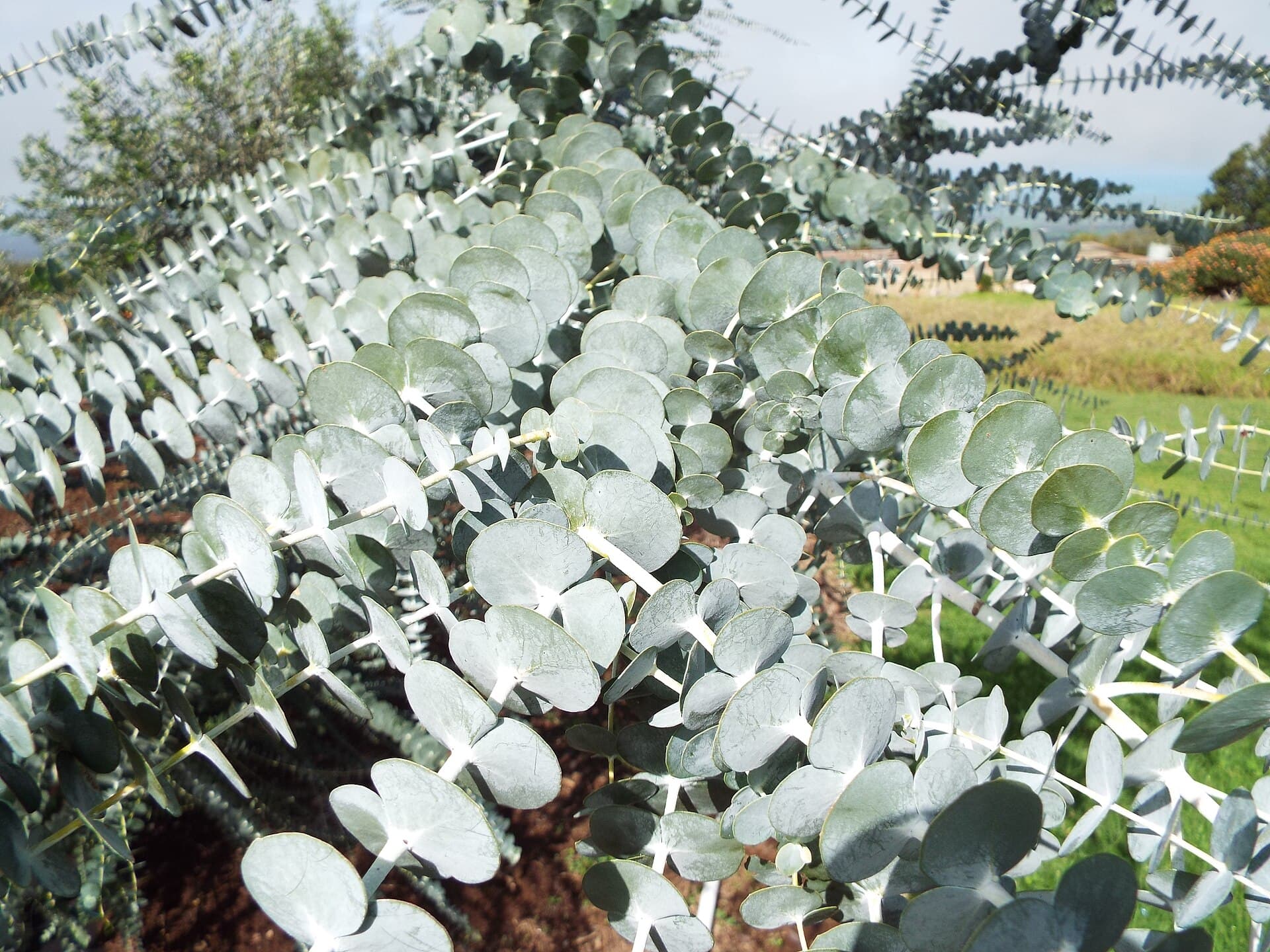Eukalyptus Baby Blue