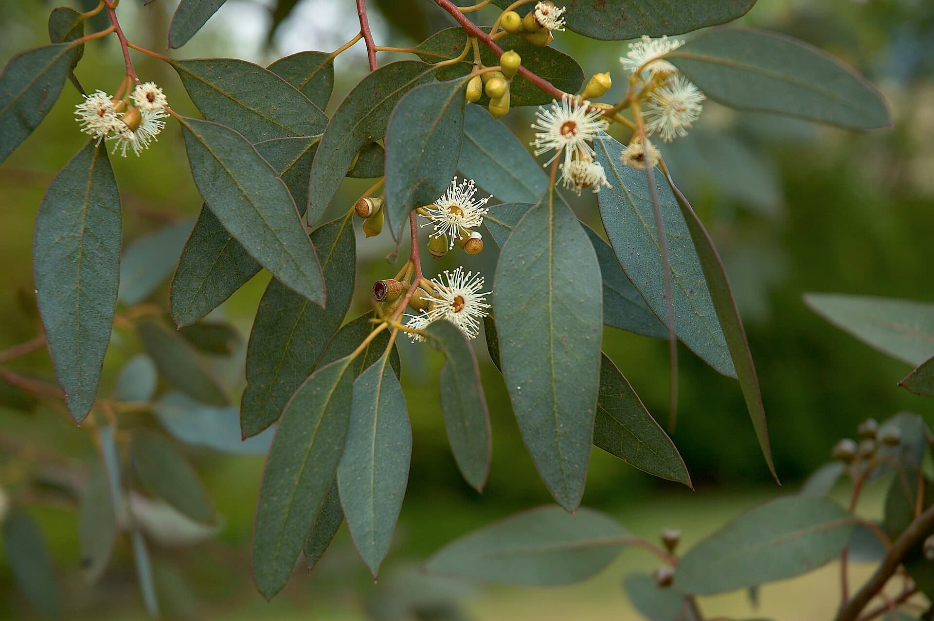 Eucalipt Gunnii
