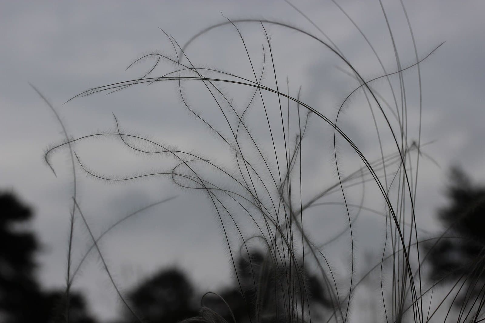 Colilie — semnificație și simbolistică