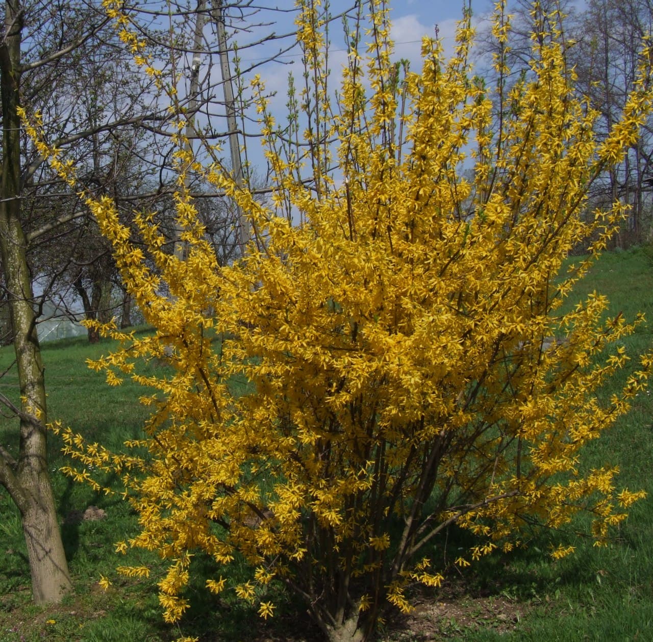 Forsythie — Bedeutung und Symbolik