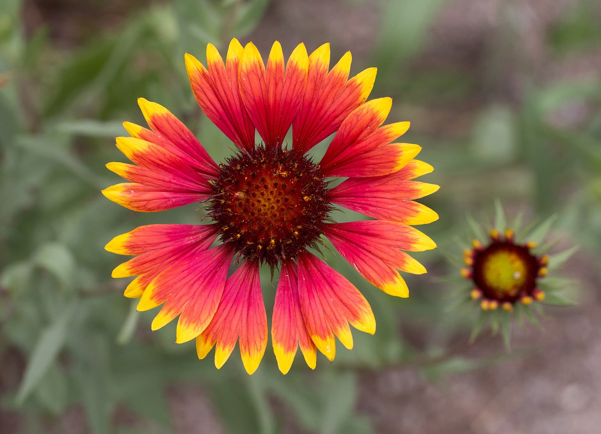 Gaillarde