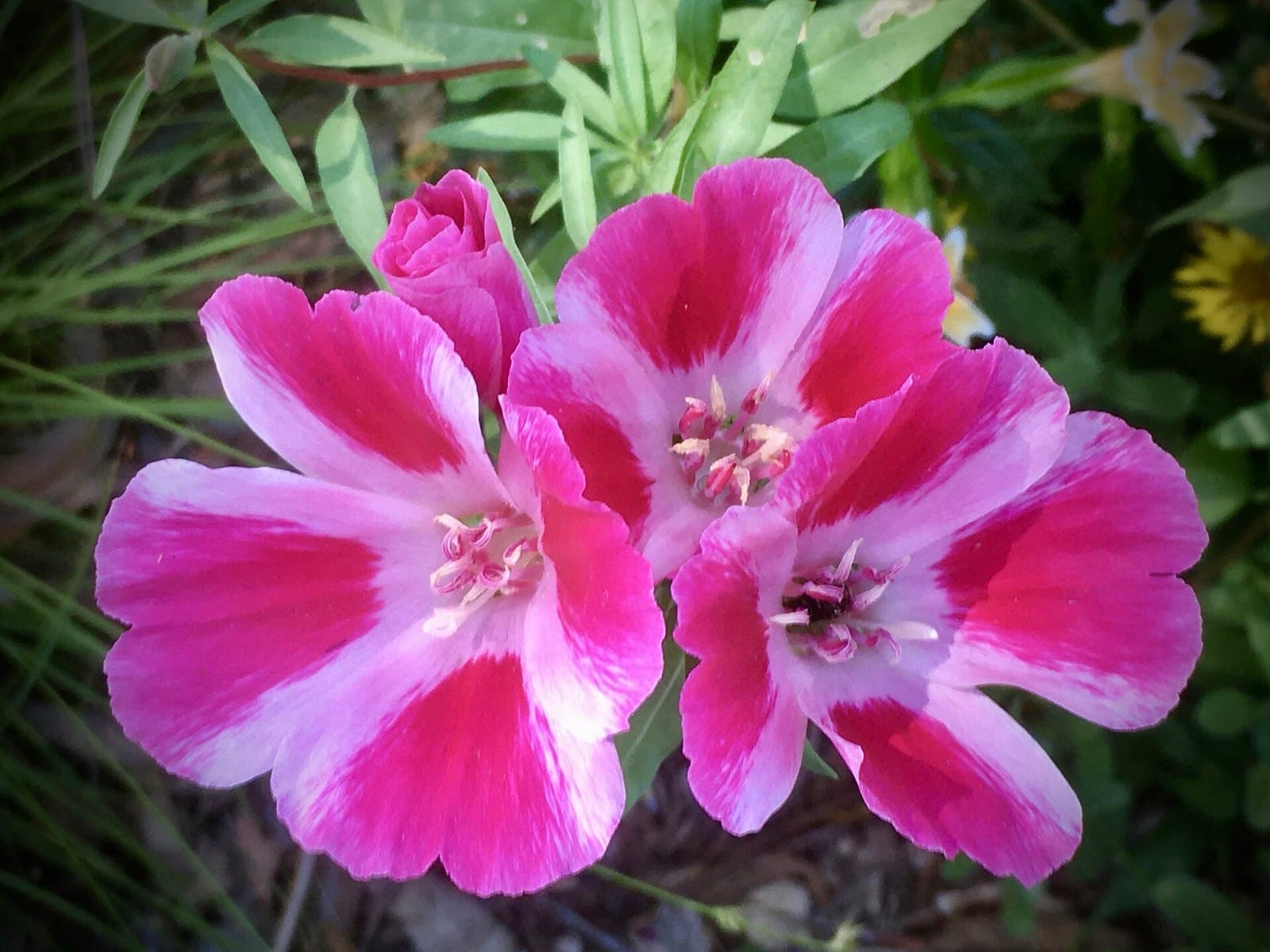 Godetia