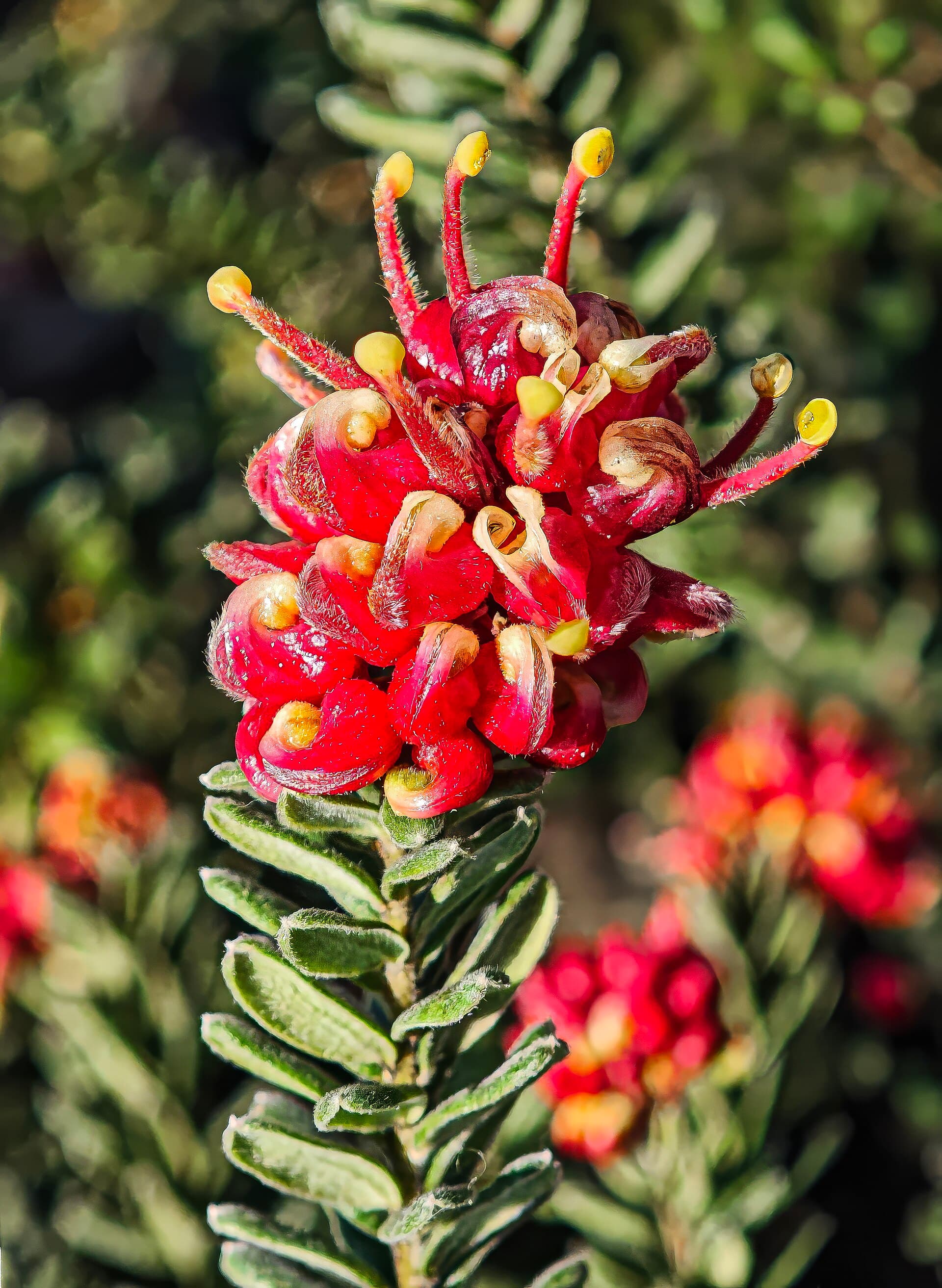 Grevillea — cura e durata in vaso