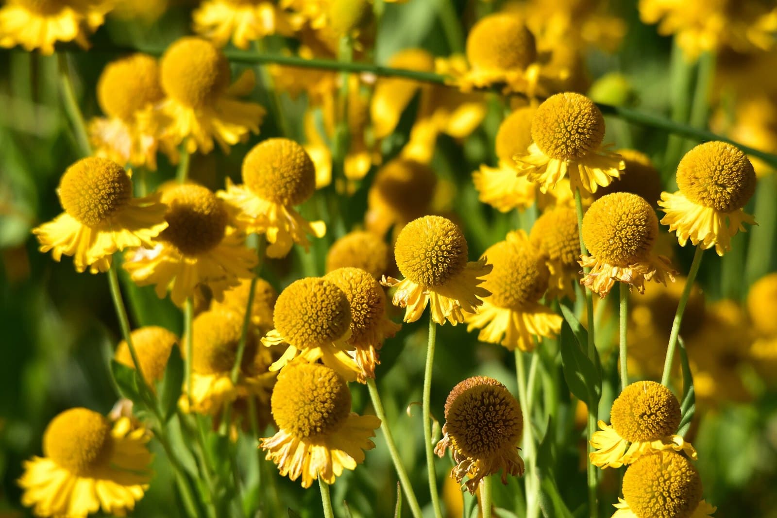 Helenium
