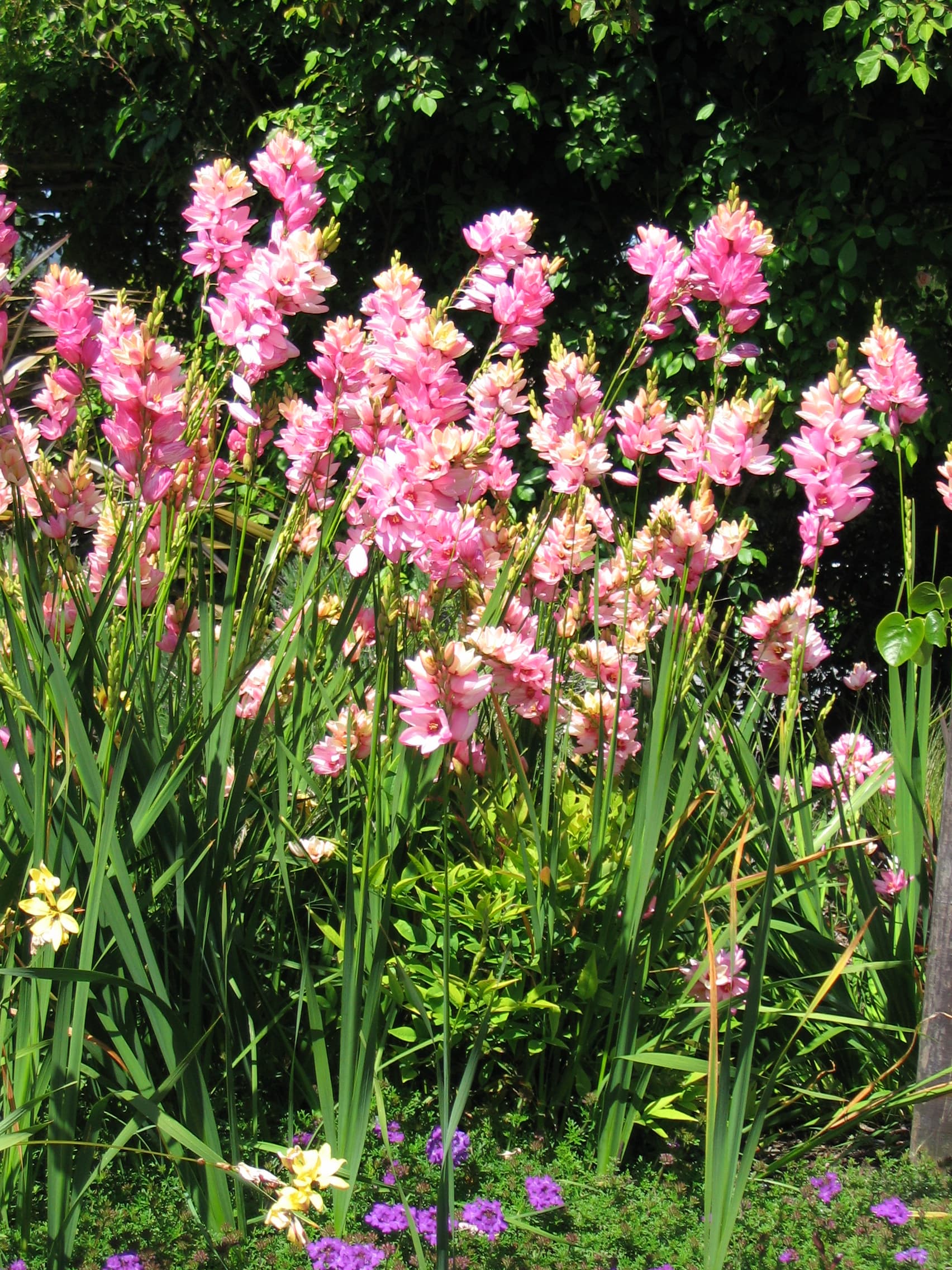Ixia