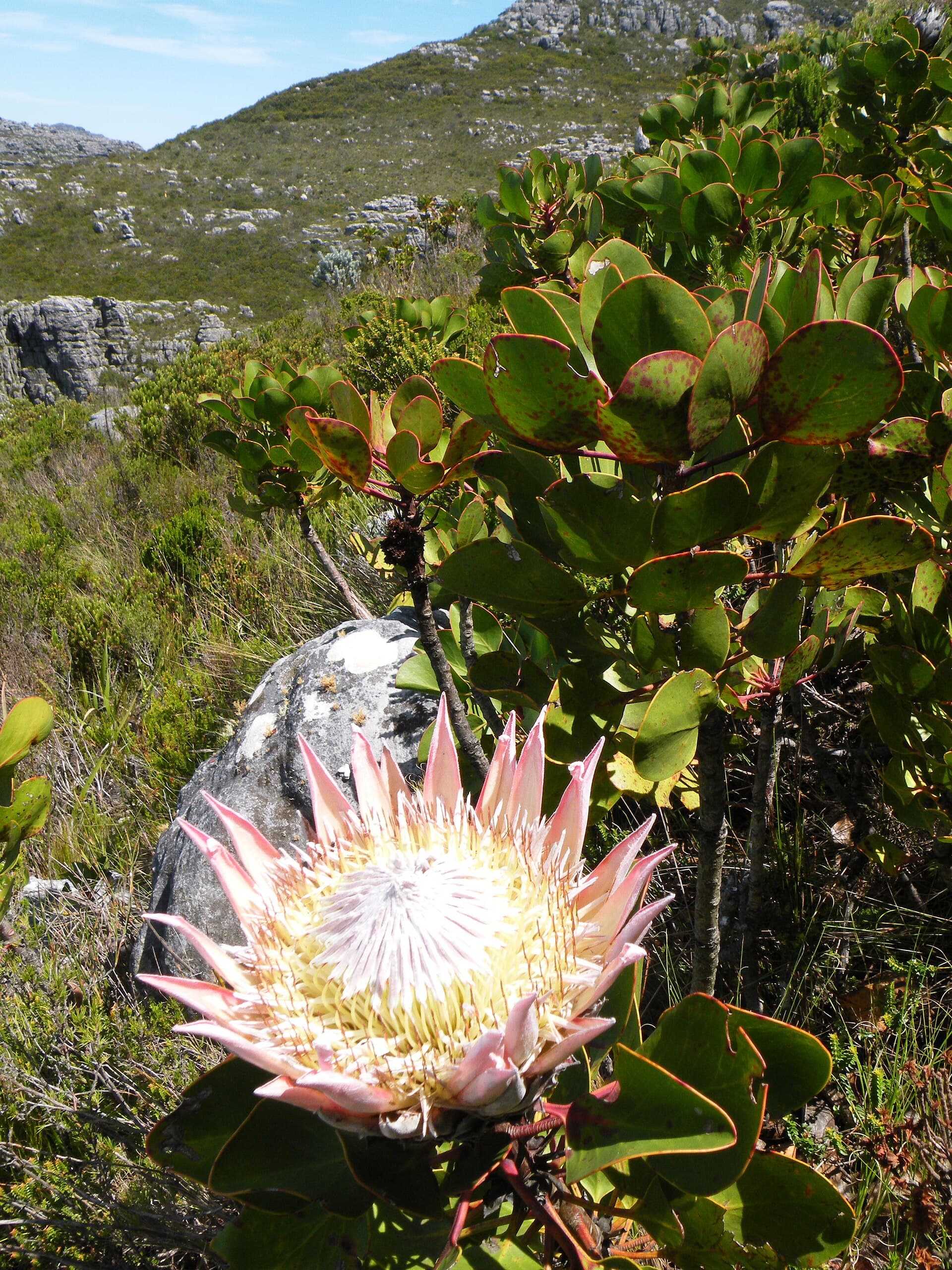 Protea Reale — significato e simbologia