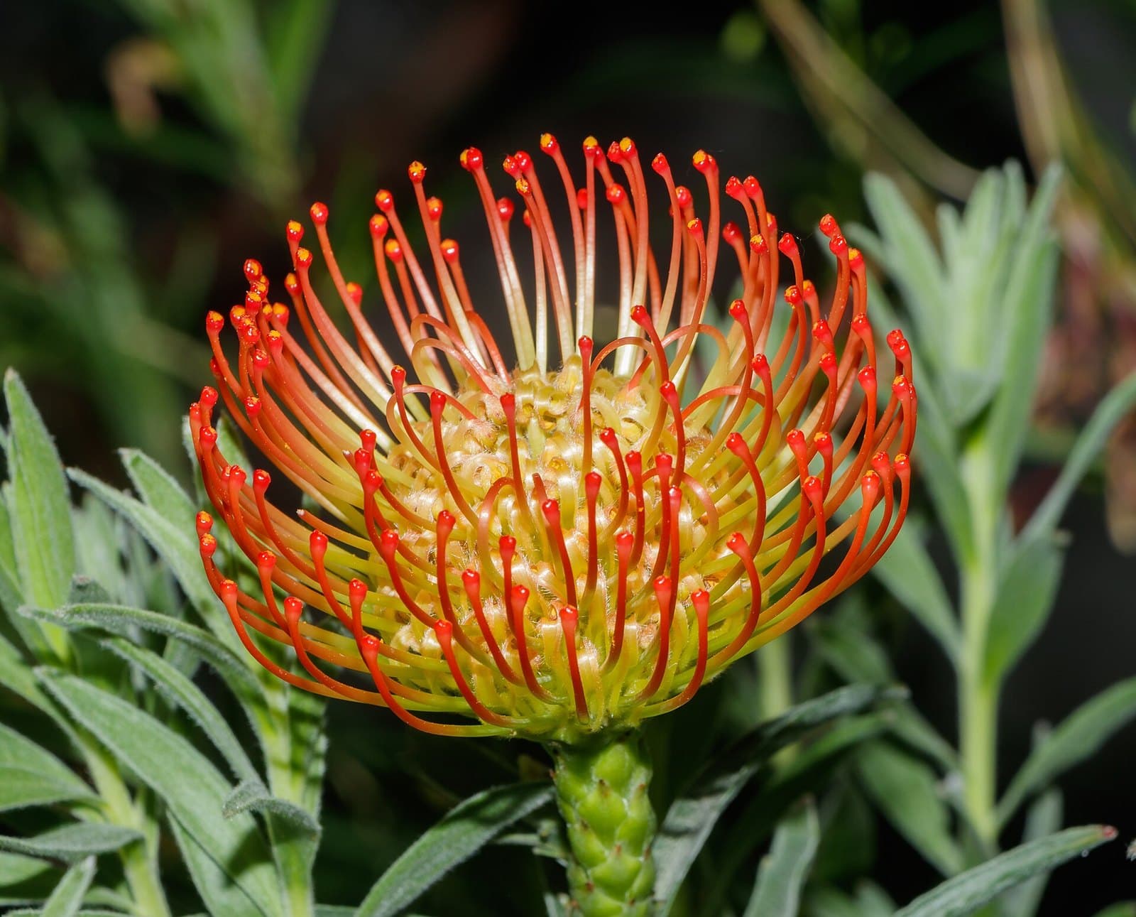 Leukospermum
