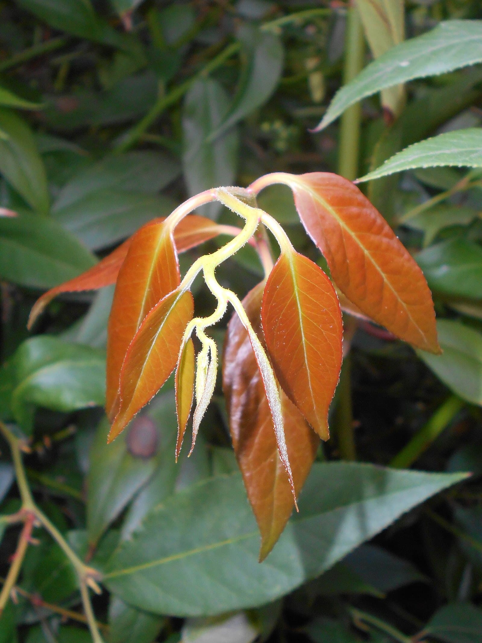 Leucothoe