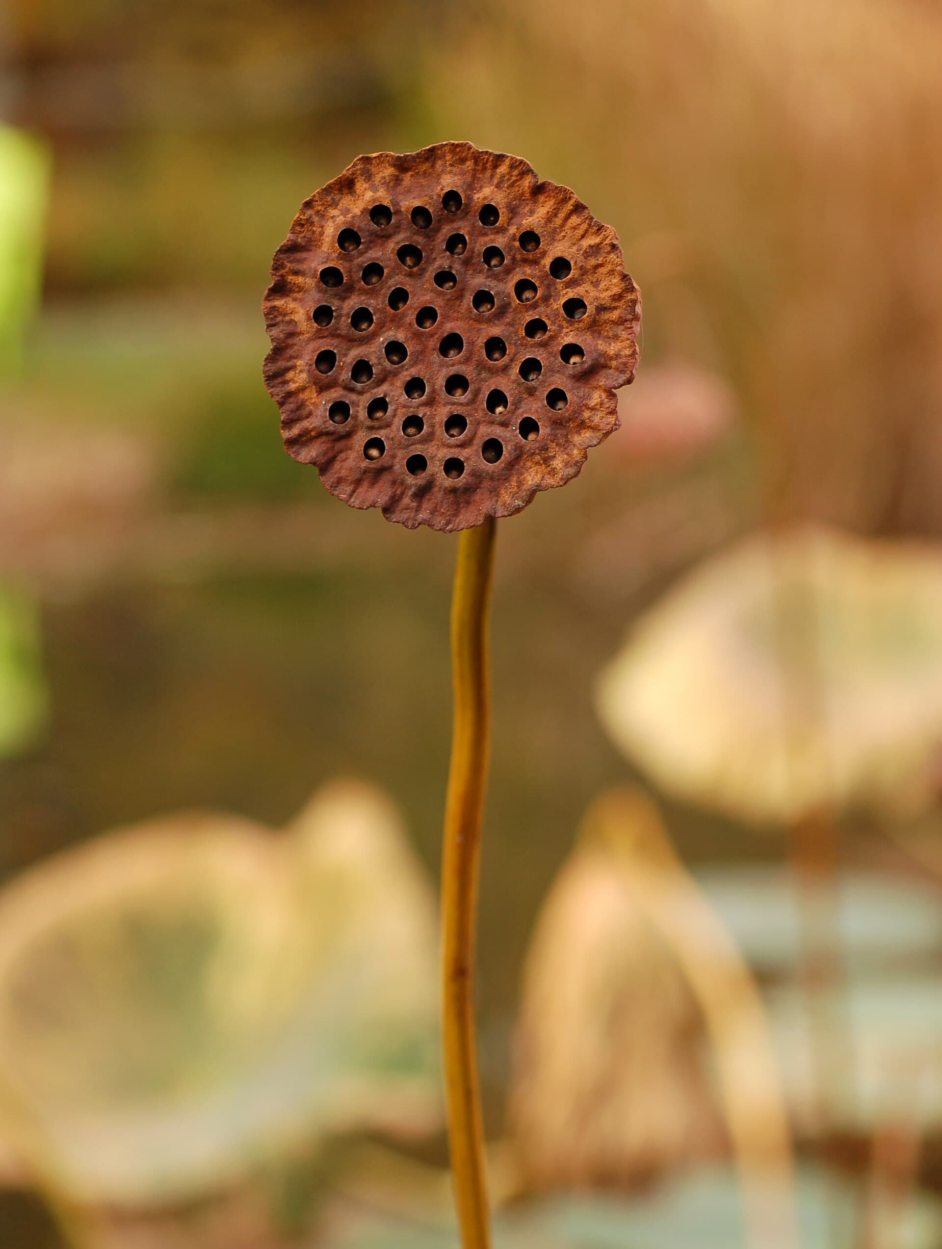 Capsule de lotus