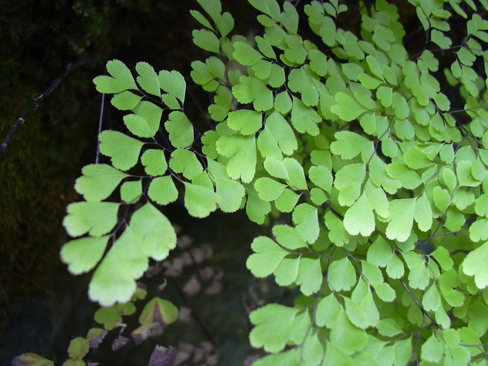 Adiantum (paprotka włoskowata)