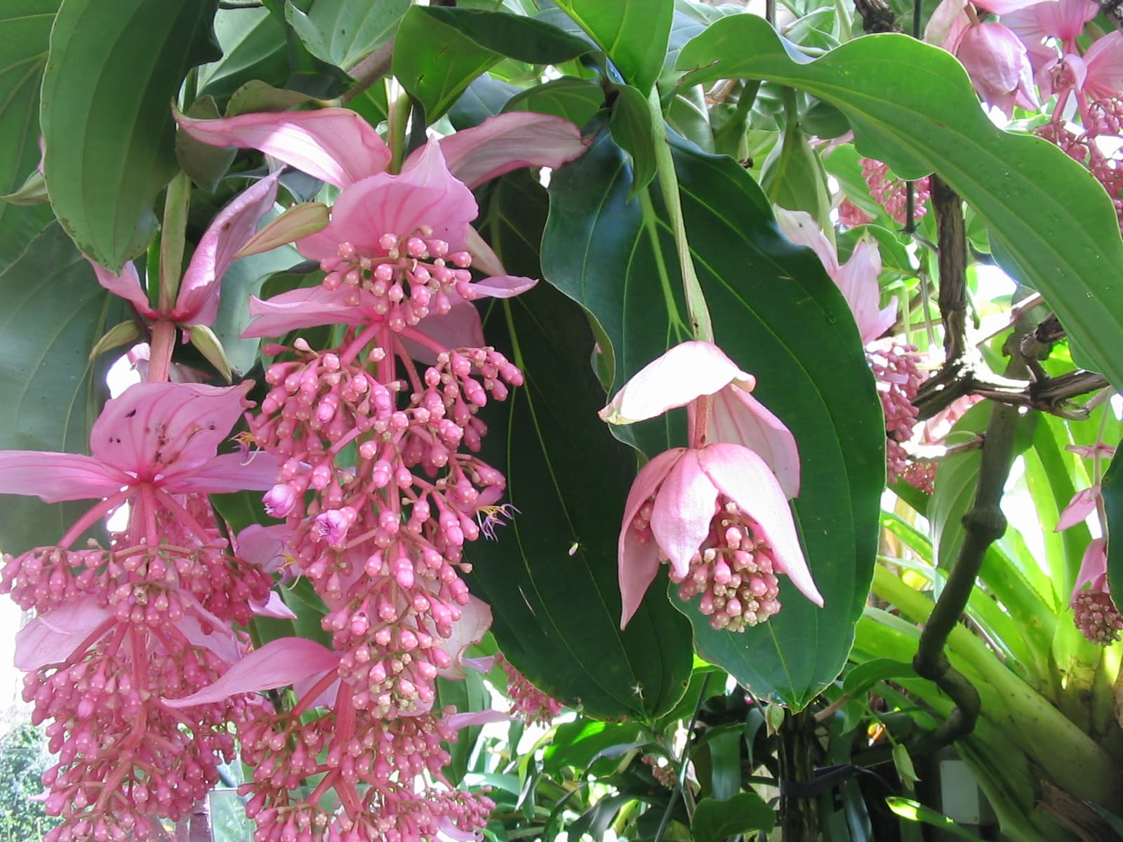 Medinilla