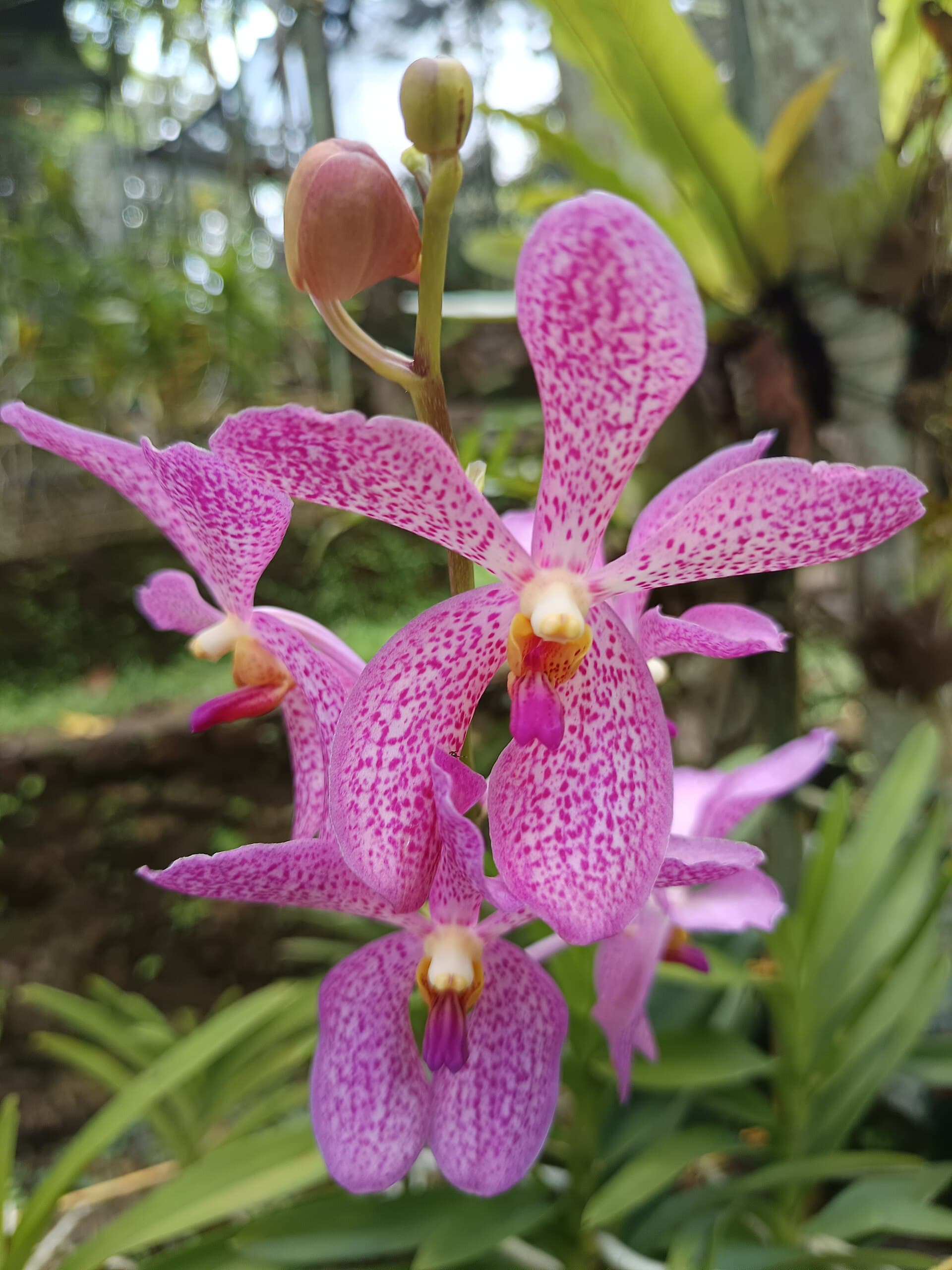 Orchidej Mokara