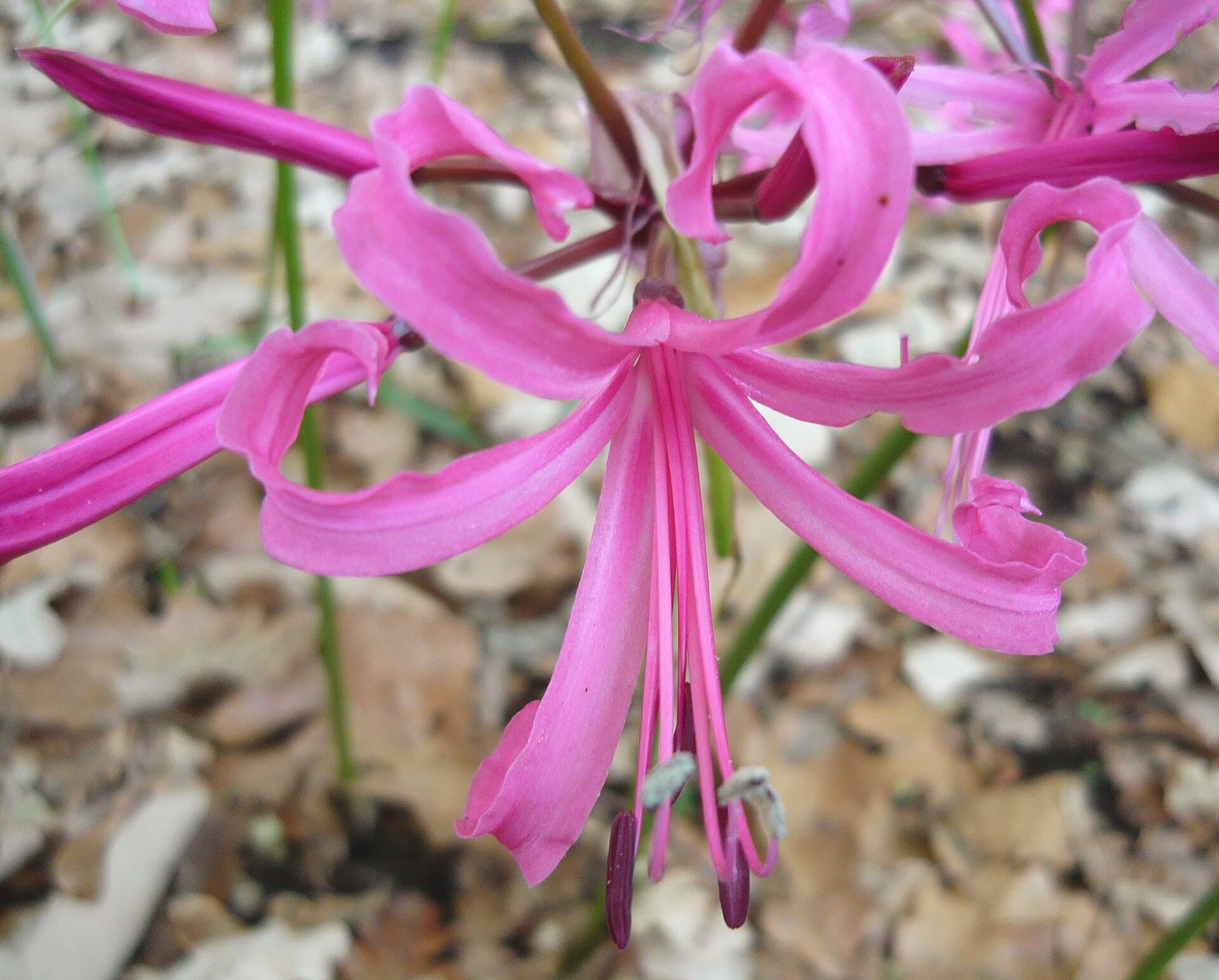 Nerine