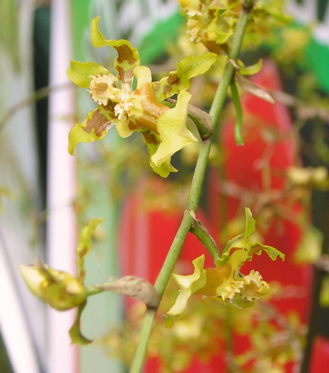 Orchidej Oncidium
