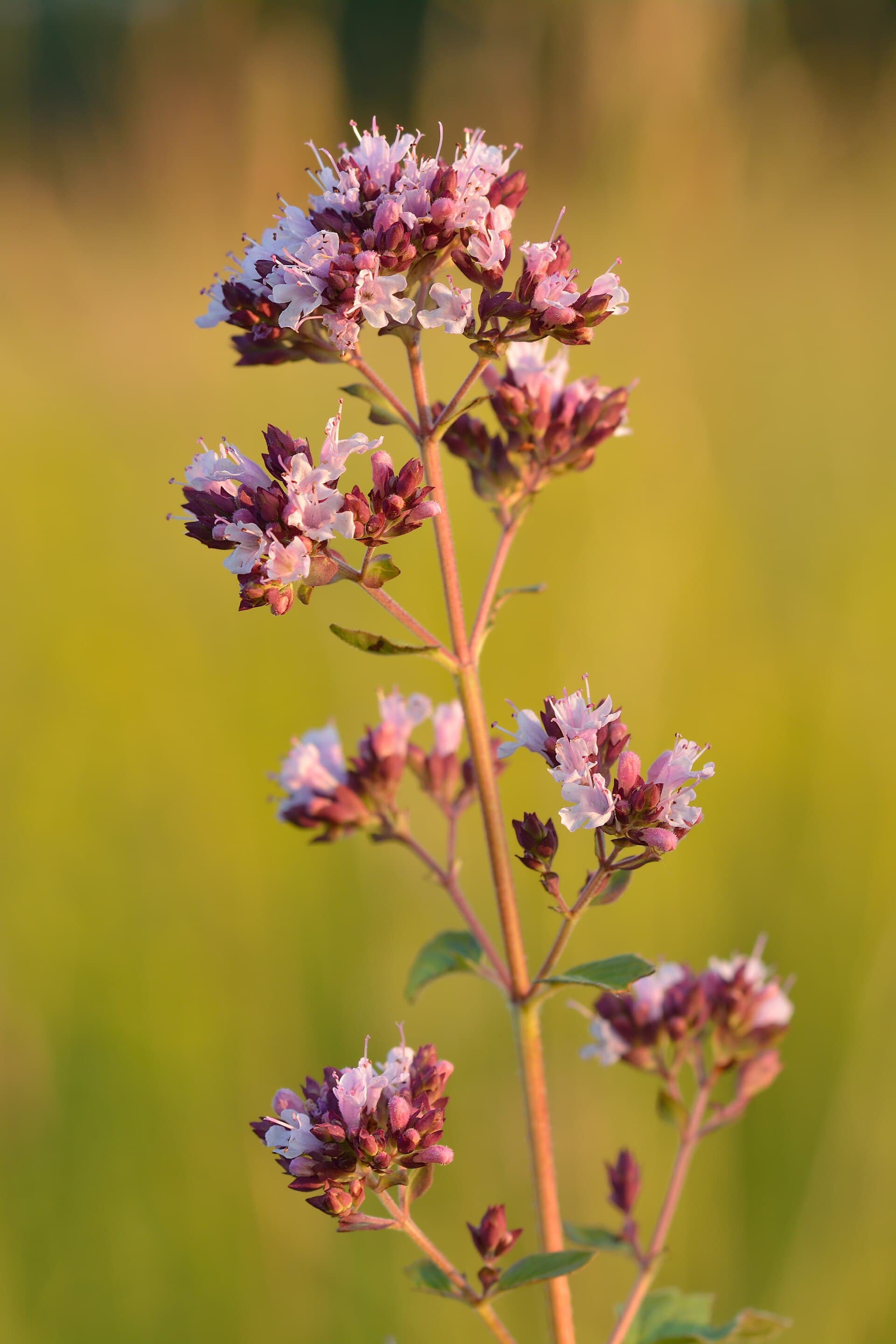 Okrasné oregano