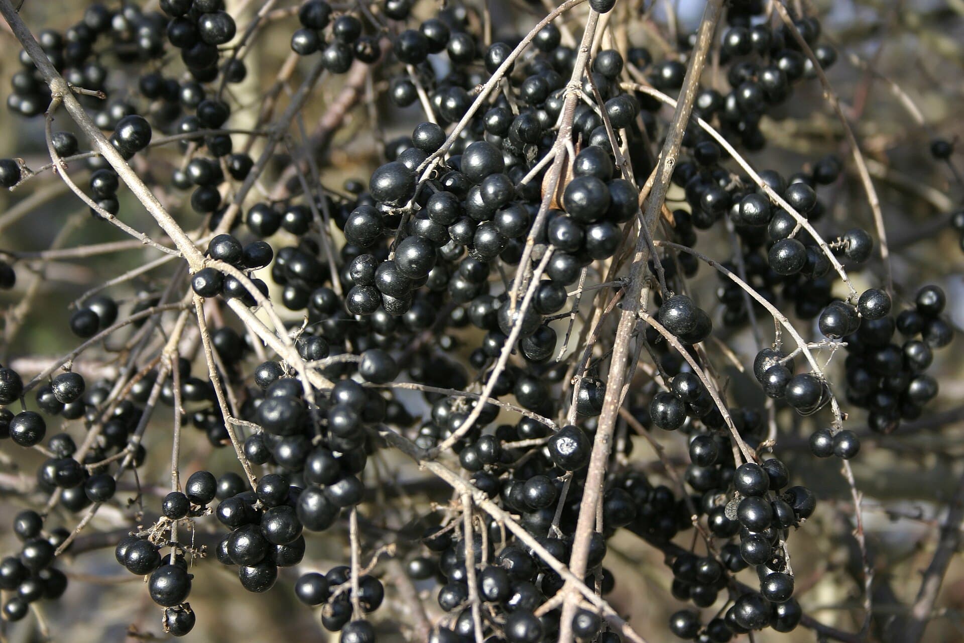 Ligusterbeere