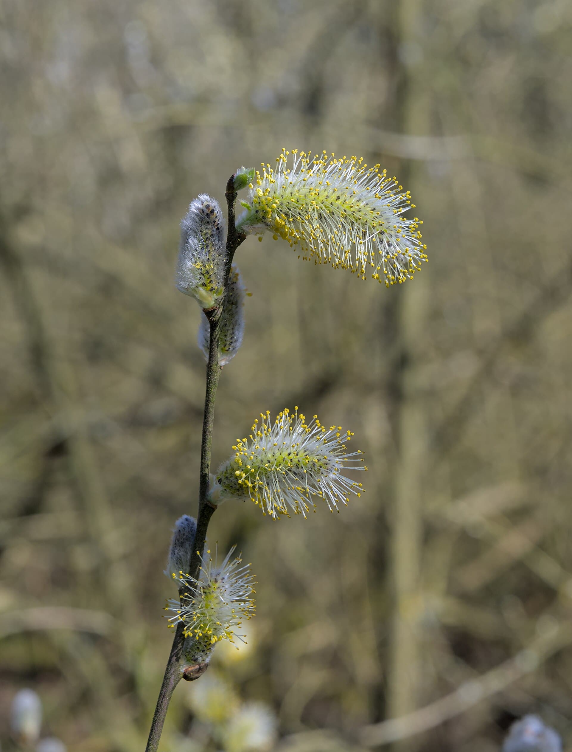 Pussy Willow — meaning and symbolism