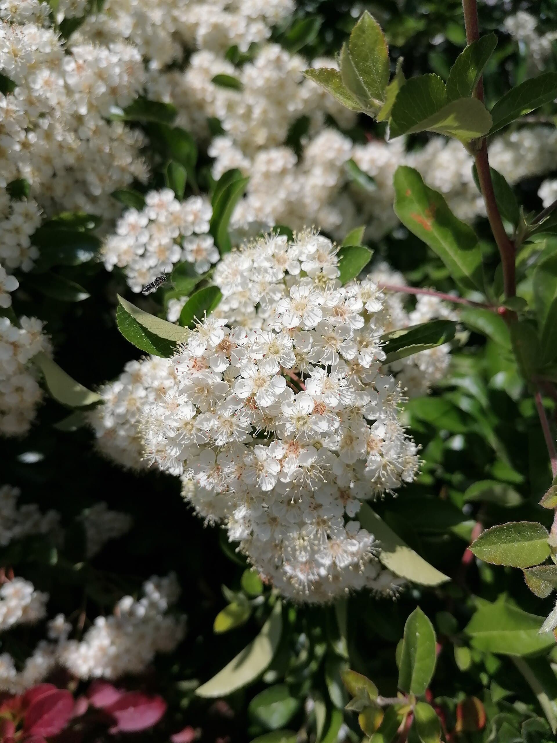 Buisson ardent