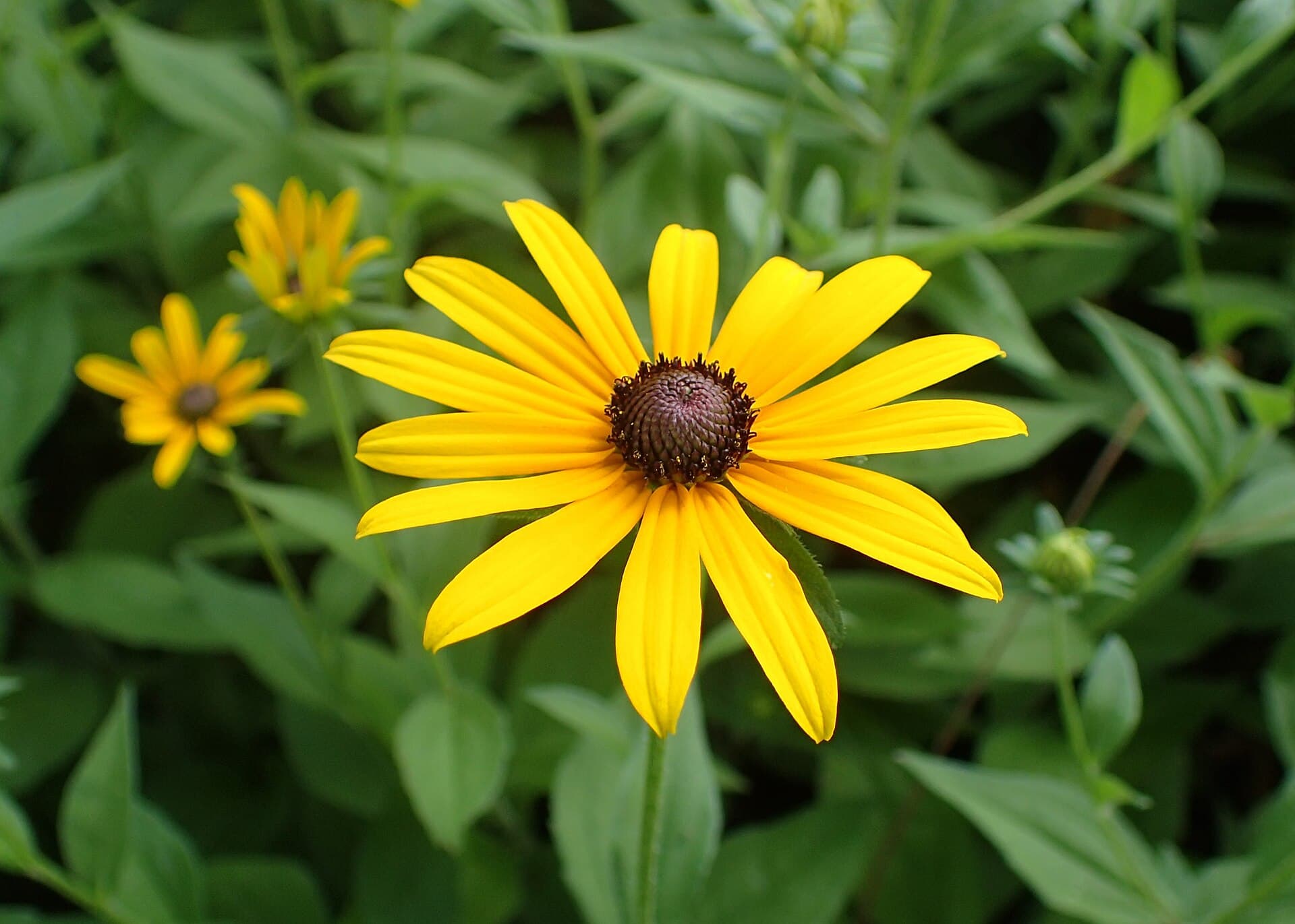 Rudbeckia