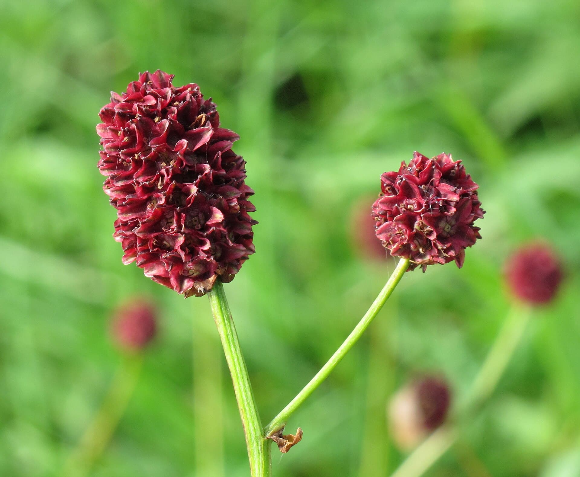 Großer Wiesenknopf