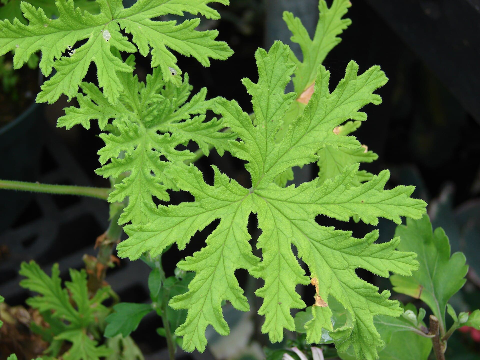 Vonná pelargonie
