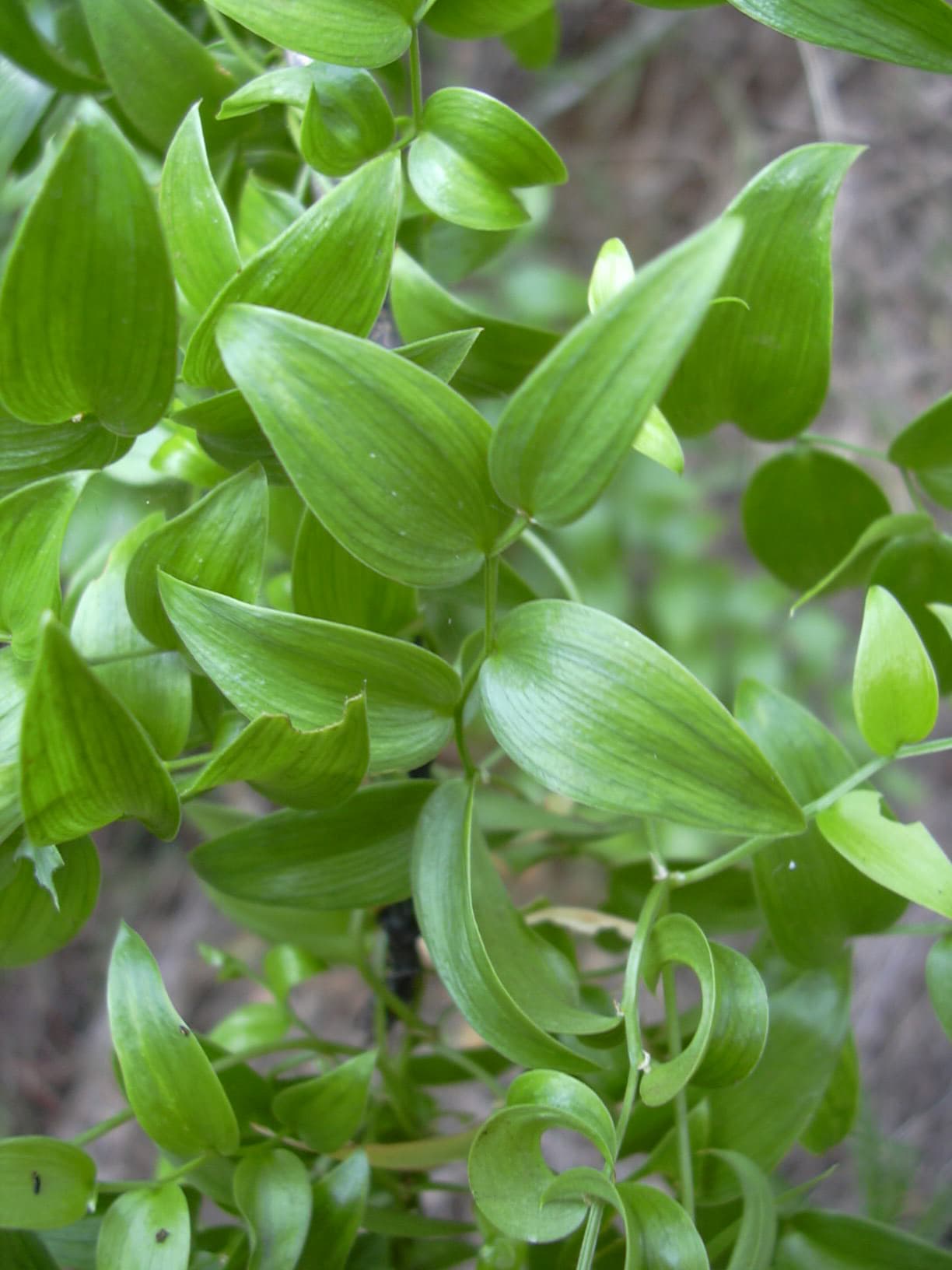 Smilax