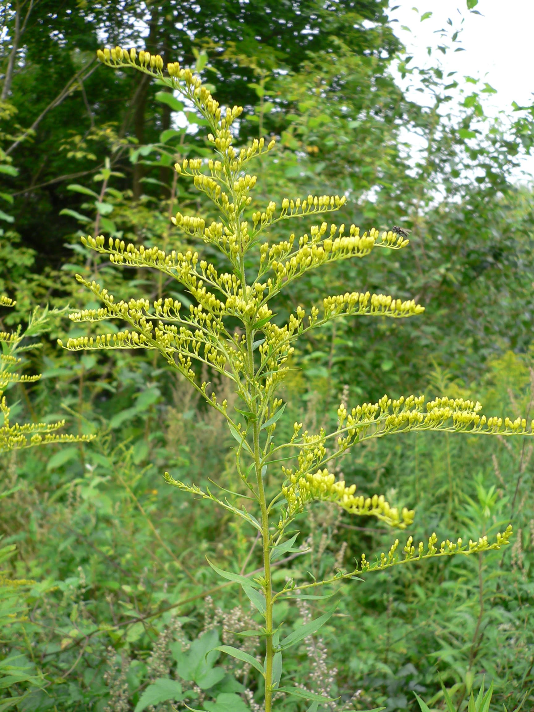 Solidago